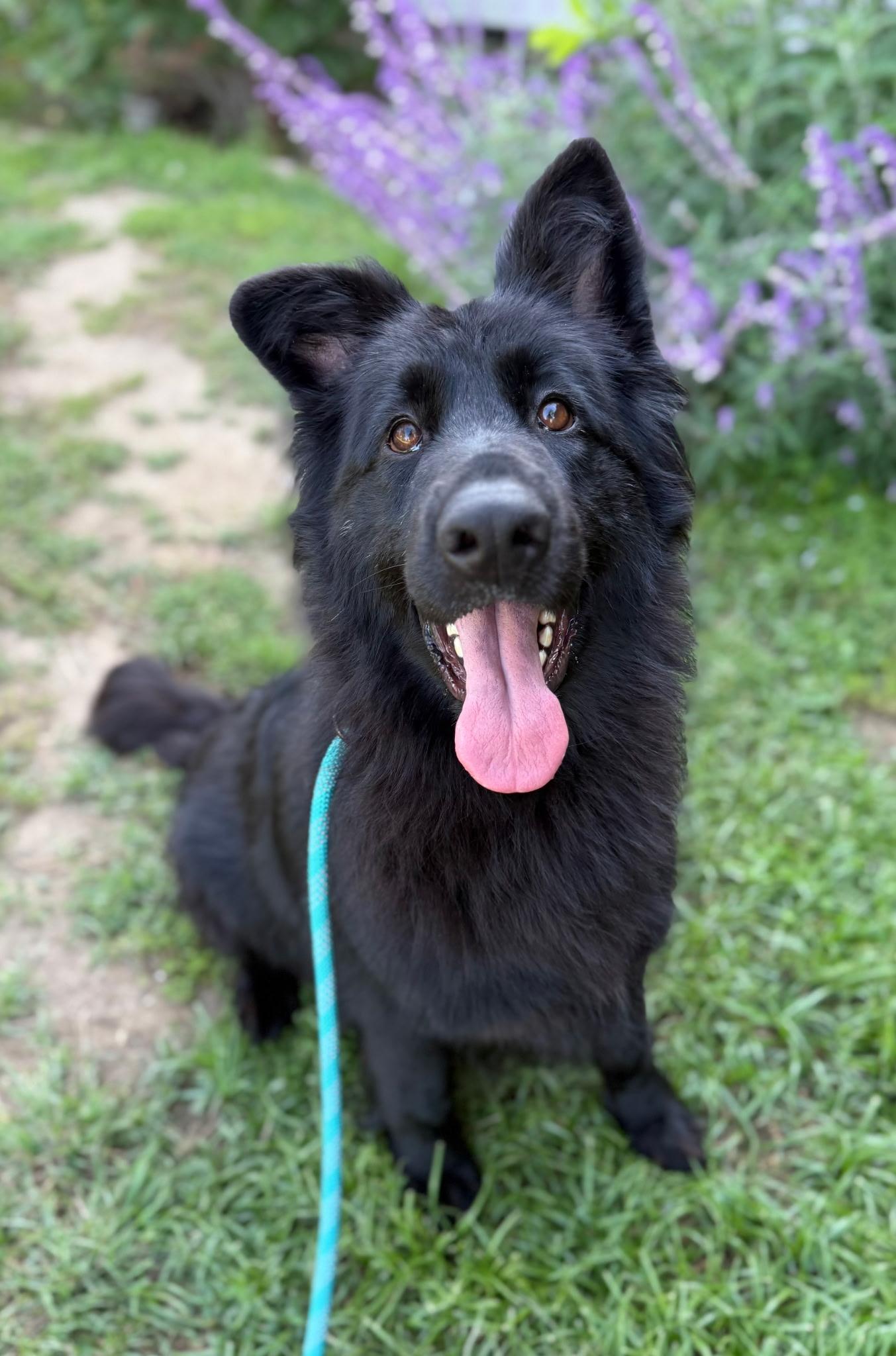 Amara - Cookie, Young Female unknown