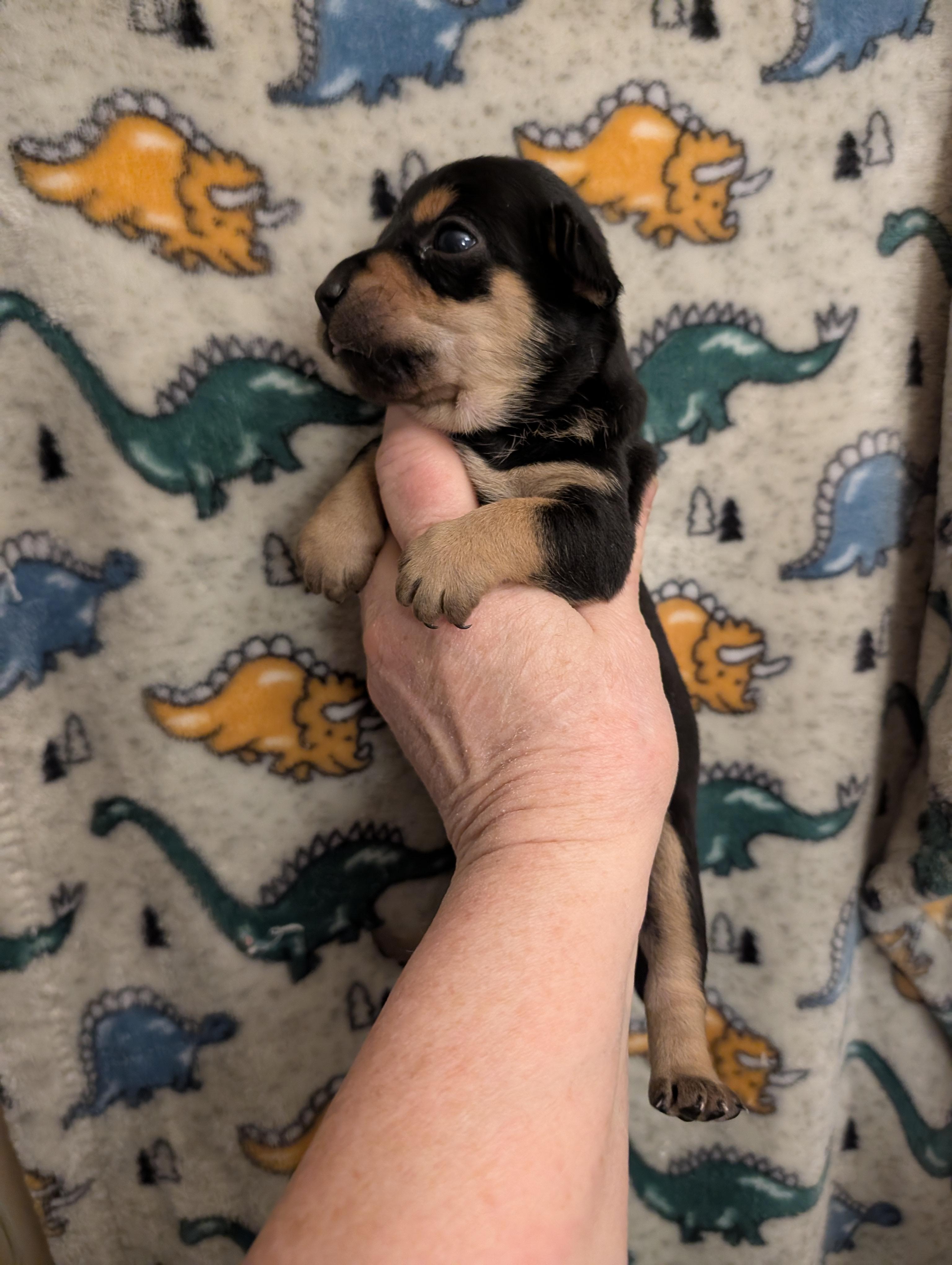 Enlarge CHANCE, a ADOPTABLE mixed breed in Browns Mills, NJ image 2/3