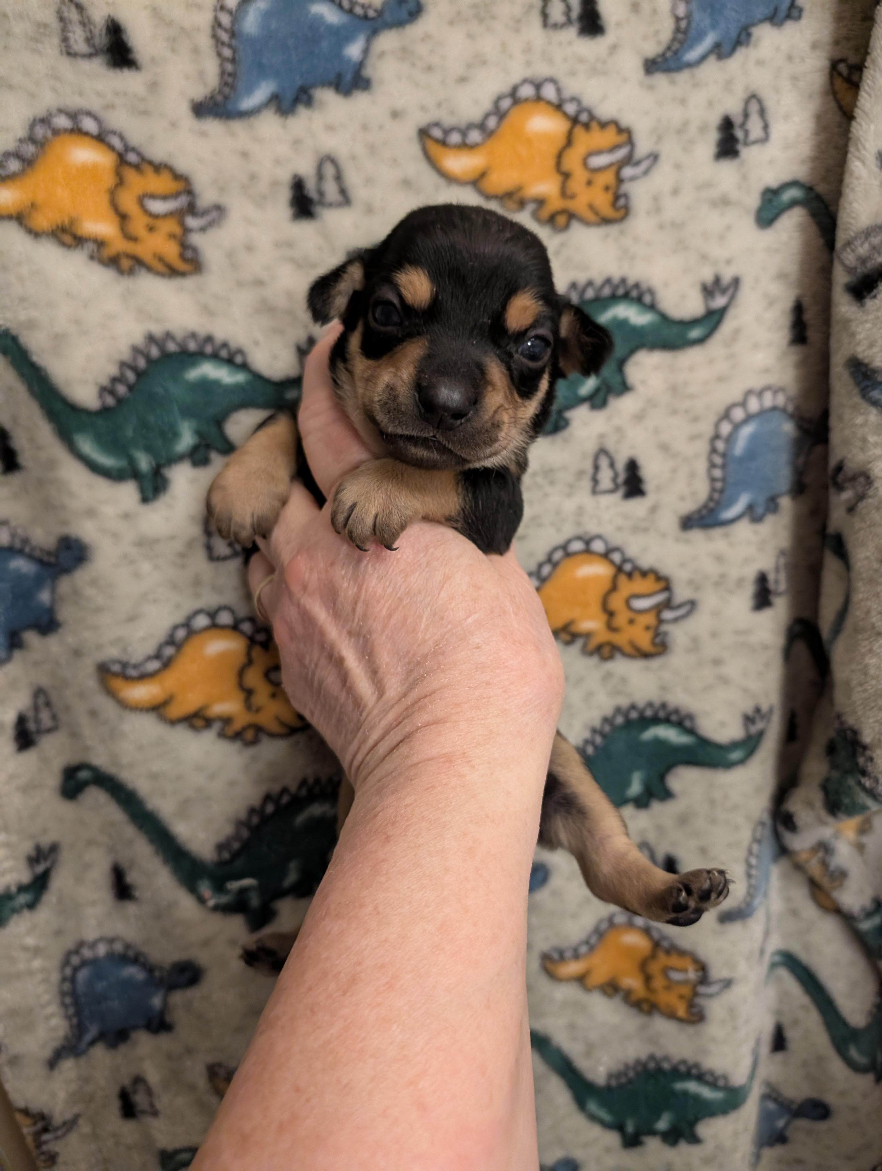 CHANCE, ADOPTABLE, Puppy Male Chiweenie.