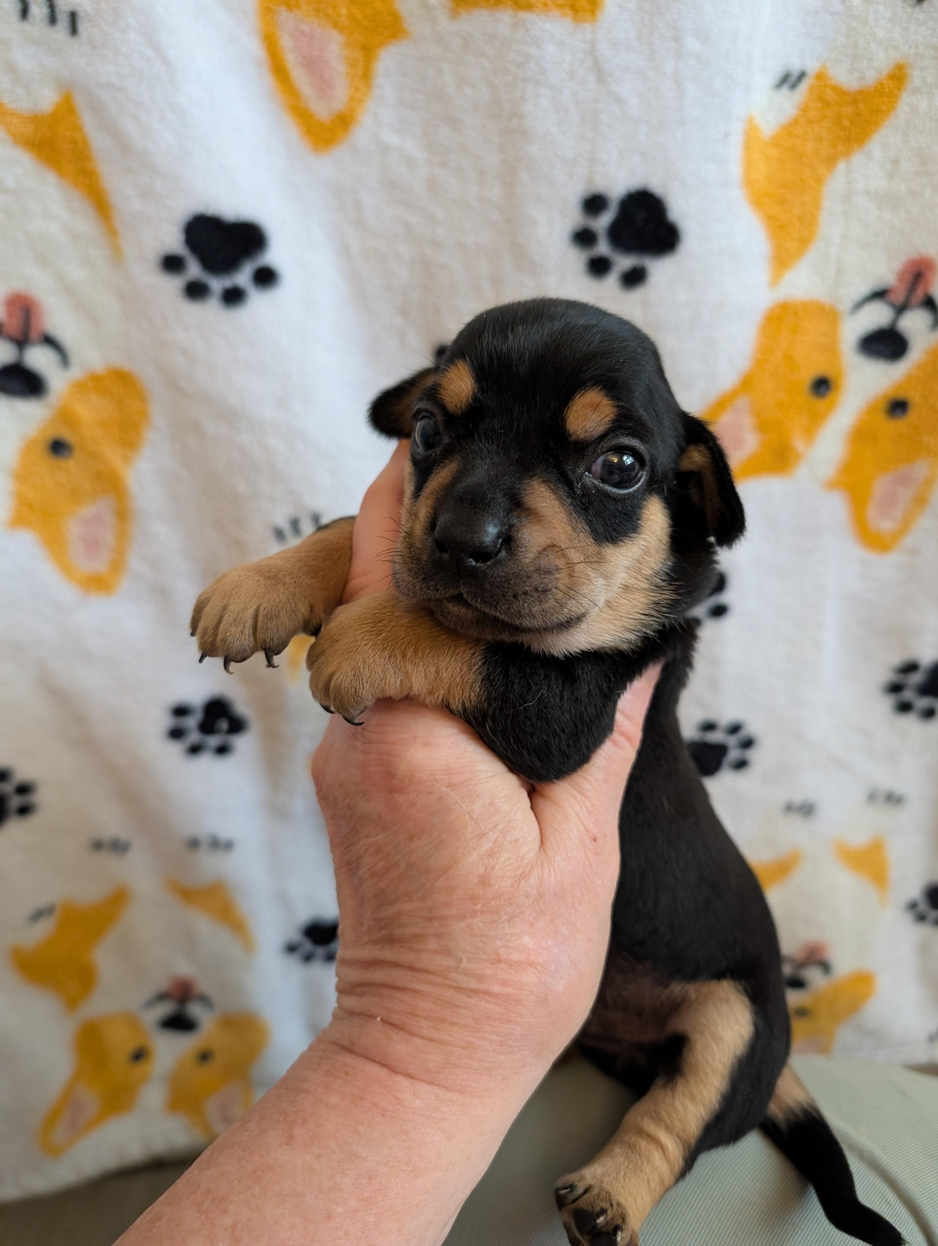 Enlarge CHANCE, an adoptable mixed breed in Browns Mills, NJ image 4/5