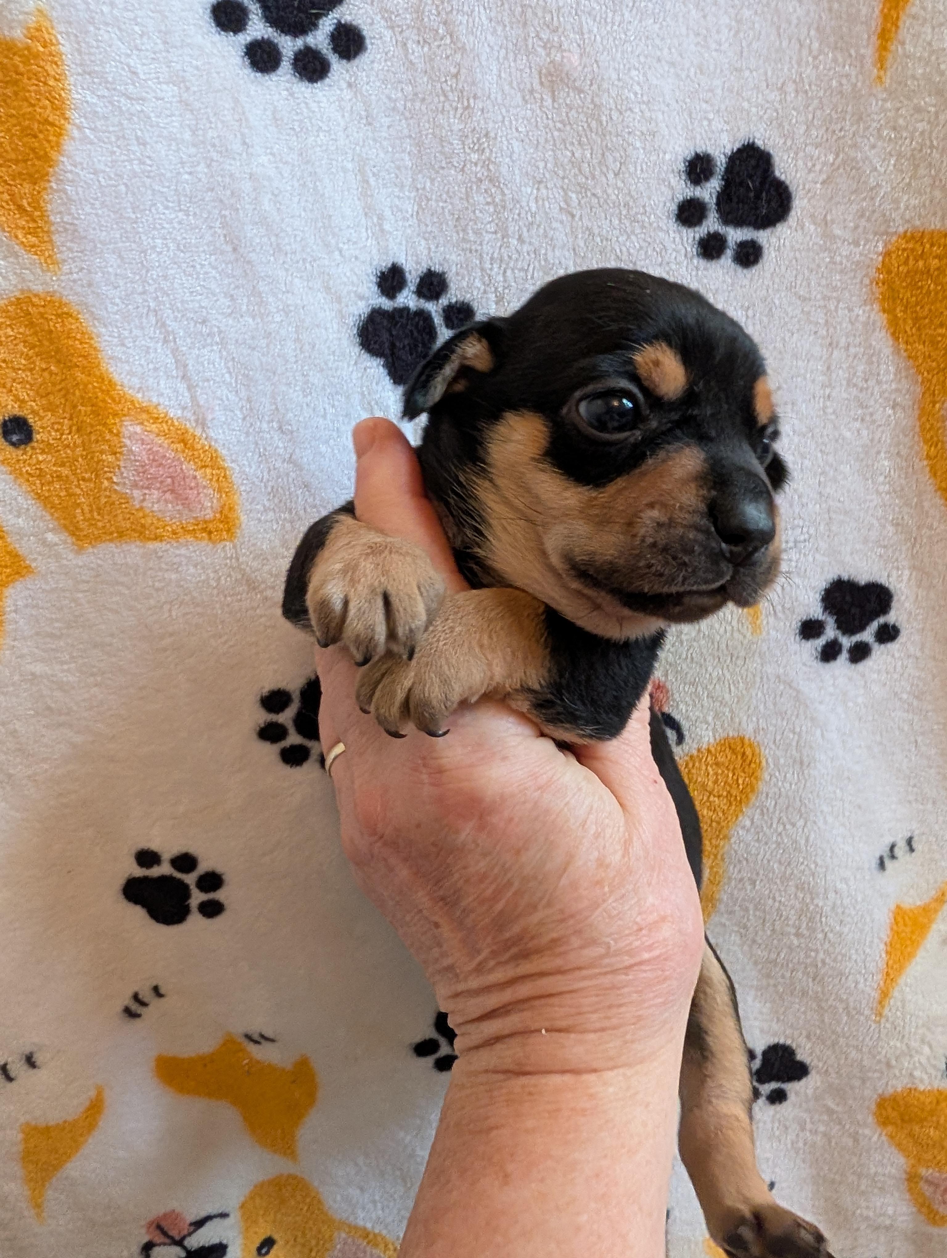 Enlarge CHANCE, an adoptable mixed breed in Browns Mills, NJ image 5/5