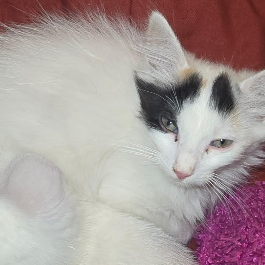 Snowball, adopted, Kitten Female Calico.