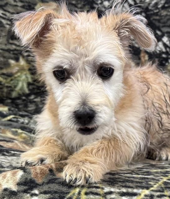 Mikey, ADOPTABLE, Puppy Male Cairn Terrier.