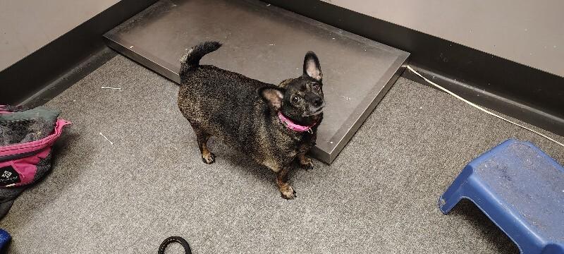 Tammy, Adoptable, Adult Female Mixed Breed.