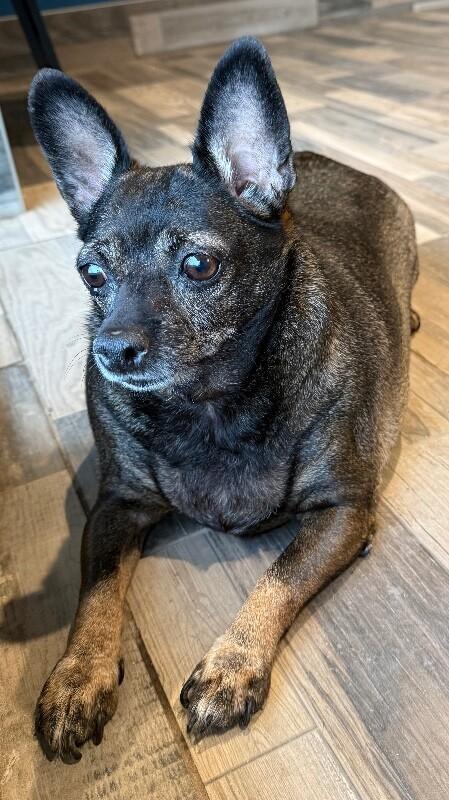 Enlarge Tammy, a Adoptable Mixed Breed in Osseo, MI image 2/2