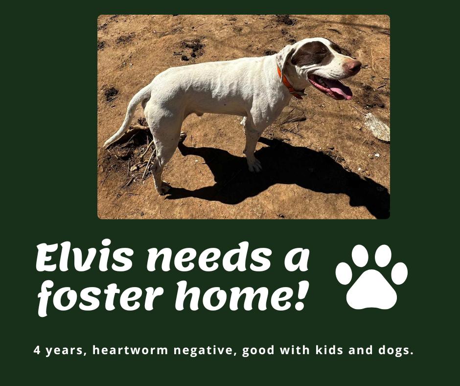 Needs Foster Elvis (VA)