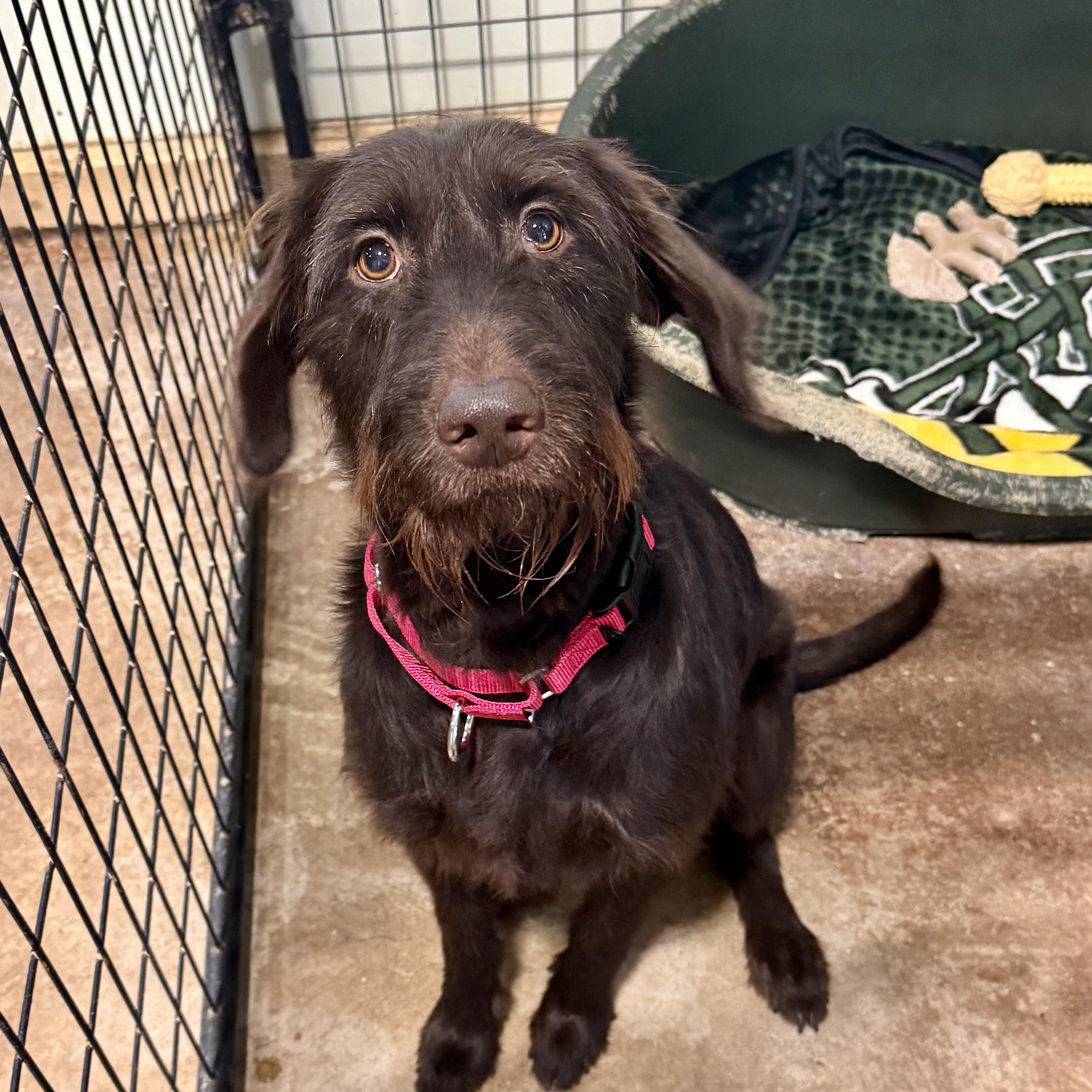 Enlarge Lexie, a Adoptable mixed breed in Gallatin, TN image 1/1