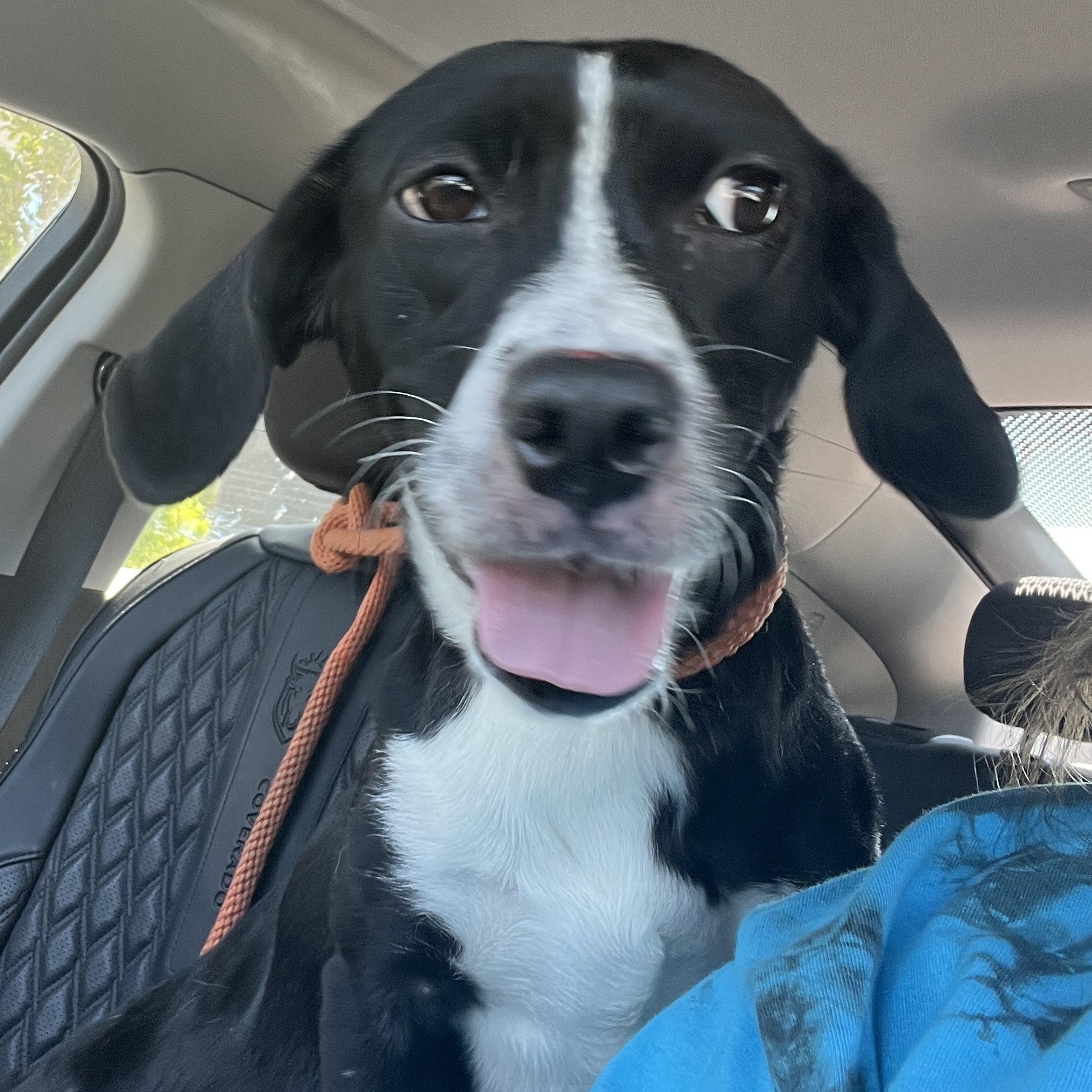 Enlarge Ms. Gorgeous Minnie, a ADOPTABLE mixed breed in Ridgefield, WA image 6/6