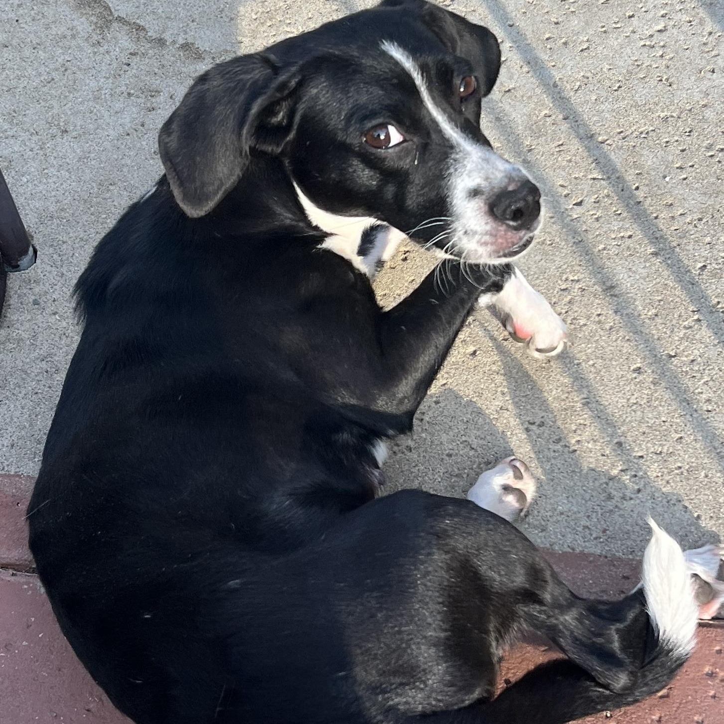 Enlarge Ms. Gorgeous Minnie, a ADOPTABLE mixed breed in Ridgefield, WA image 3/6