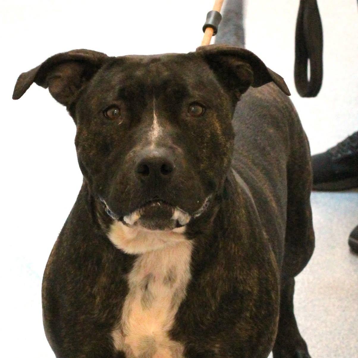25-01059, an adoptable Pit Bull Terrier Mix in Fredericksburg, VA_image-1
