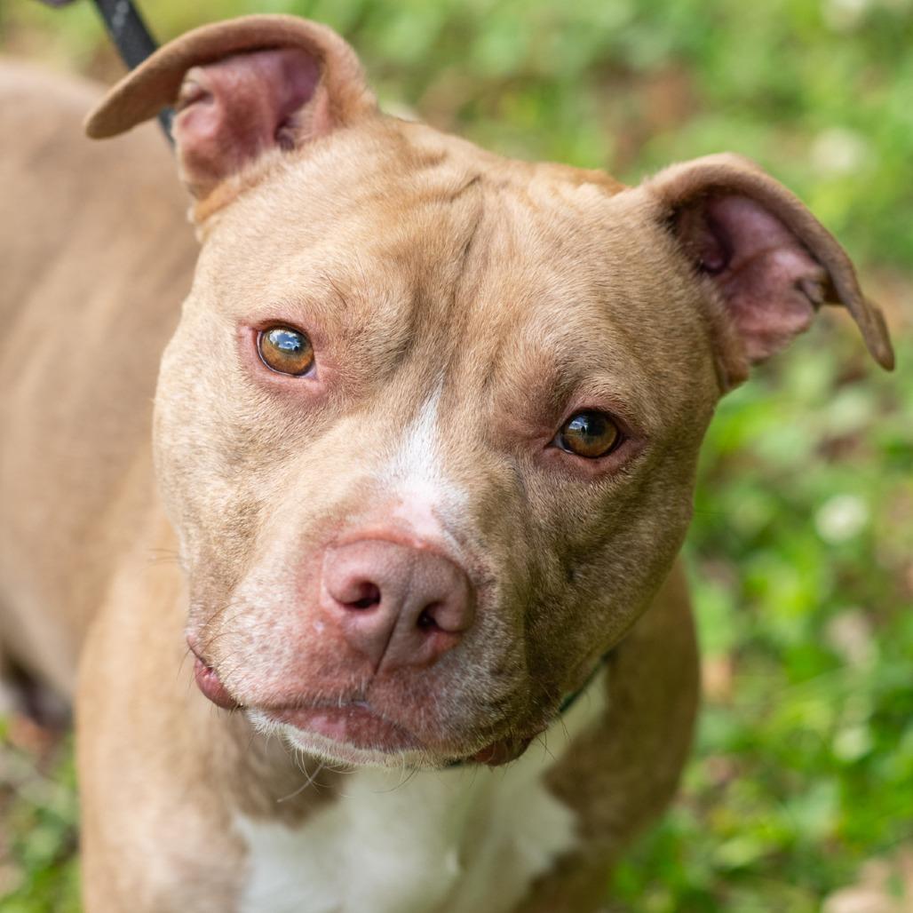 Enlarge BUDDY DALE-30603, a Adoptable Pit Bull Terrier in Bartlett, TN image 1/2