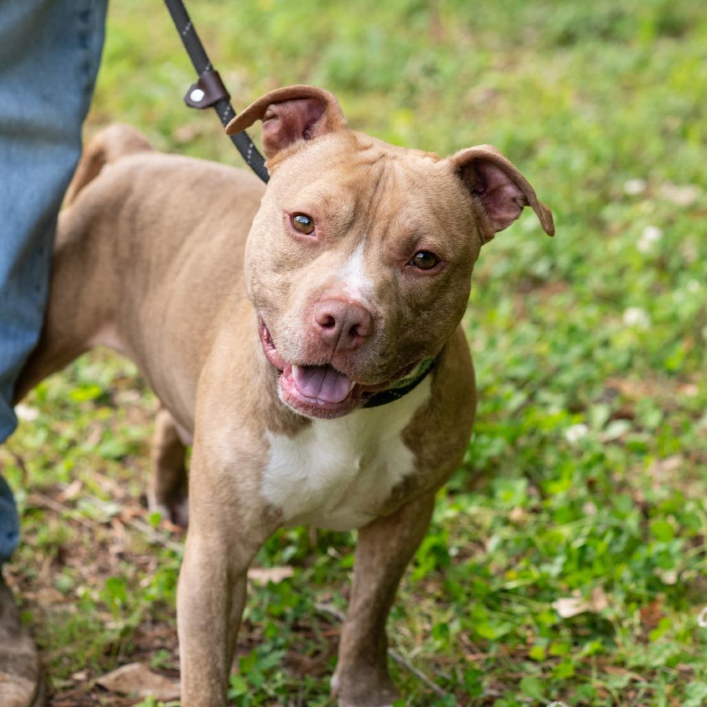 Enlarge BUDDY DALE-30603, a Adoptable Pit Bull Terrier in Bartlett, TN image 2/2