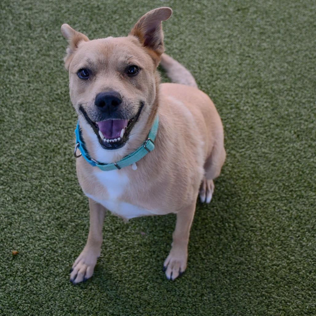 Cato, a Adoptable Mixed Breed in Cape Girardeau, MO image 2/2