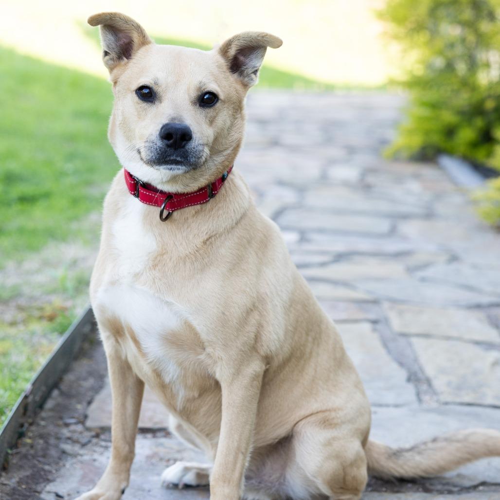 Cato, a Adoptable Mixed Breed in Cape Girardeau, MO image 1/2