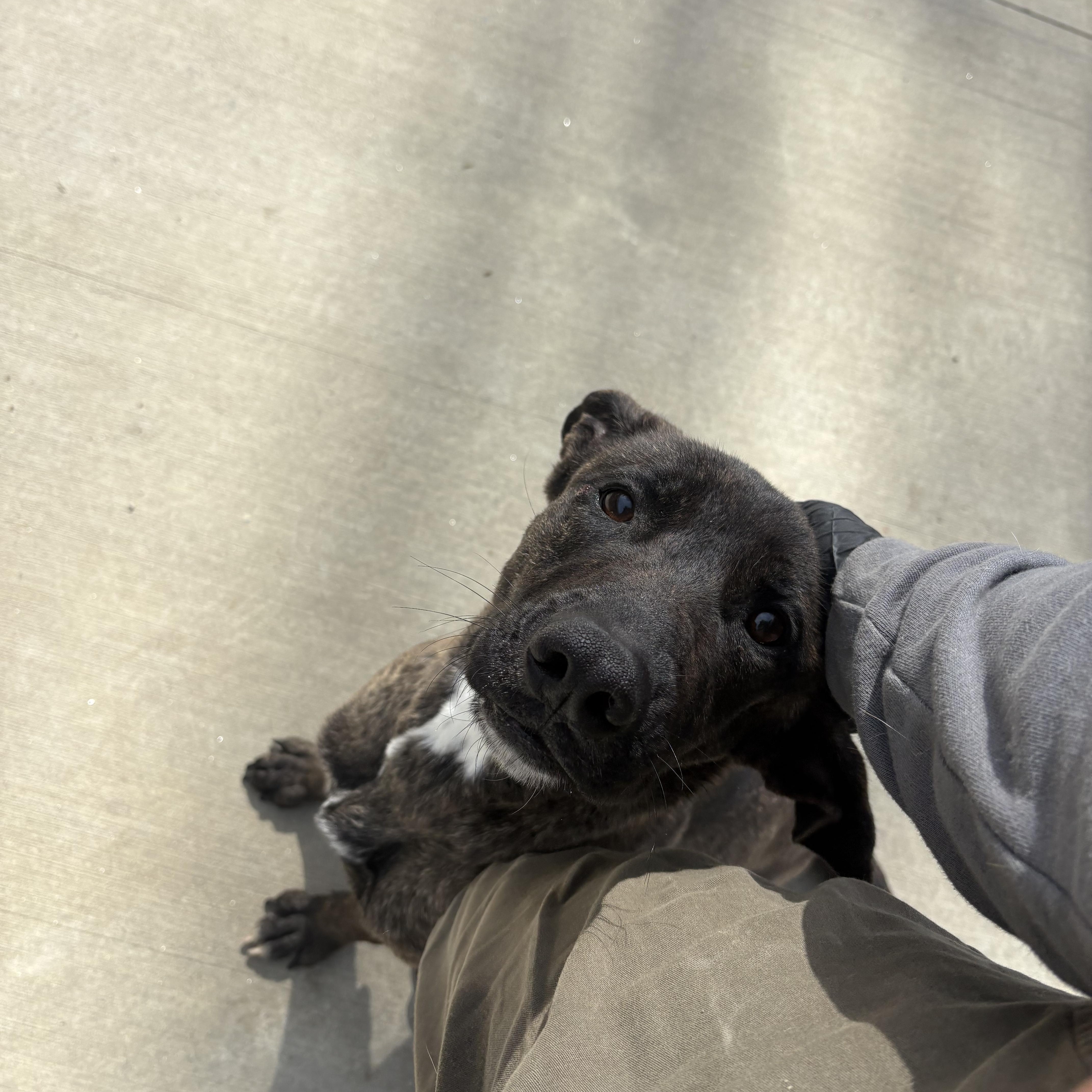 Enlarge Lily , a ADOPTABLE mixed breed in North Providence, RI image 4/4