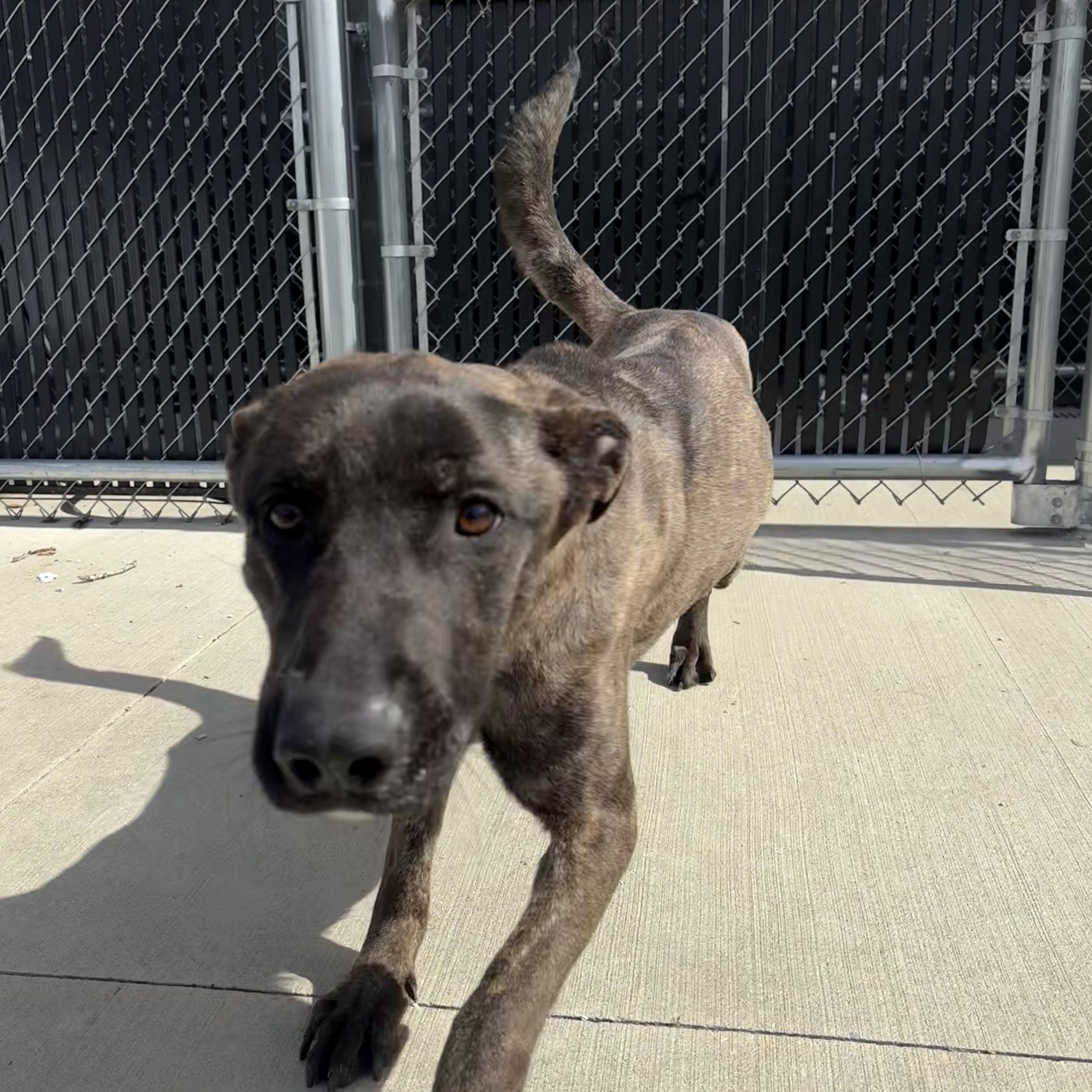 Enlarge Lily , a ADOPTABLE mixed breed in North Providence, RI image 2/4