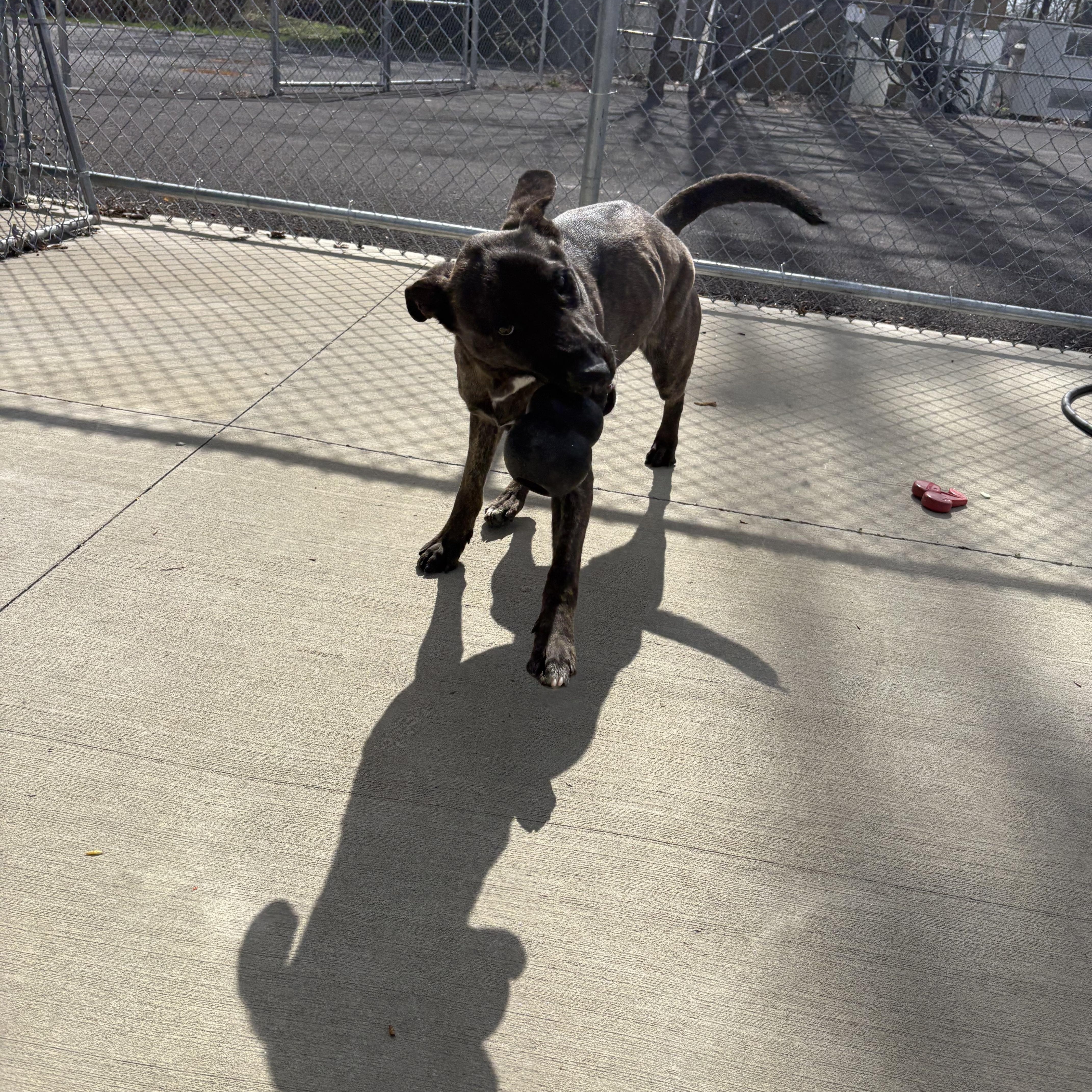 Enlarge Lily , a ADOPTABLE mixed breed in North Providence, RI image 3/4