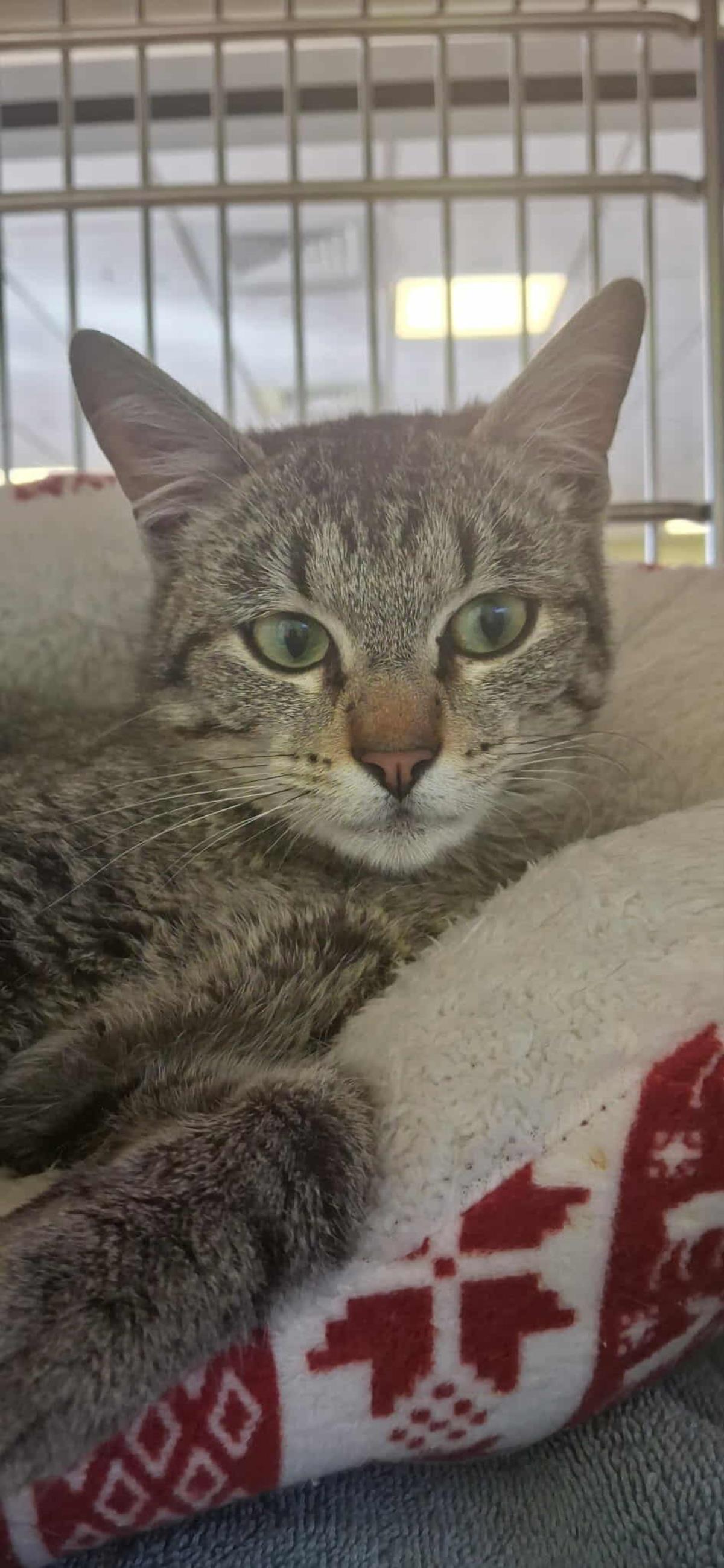 Enlarge Torrente, a Adoptable Domestic Short Hair in Rockwall, TX image 1/3