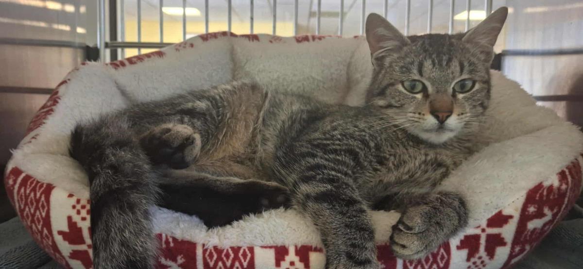 Enlarge Torrente, a Adoptable Domestic Short Hair in Rockwall, TX image 2/3