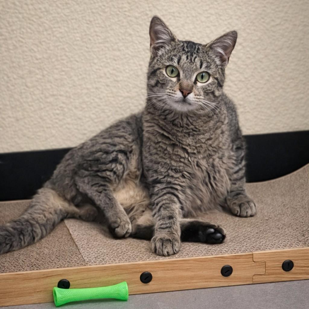 Enlarge Torrente, a Adoptable Domestic Short Hair in Rockwall, TX image 3/3