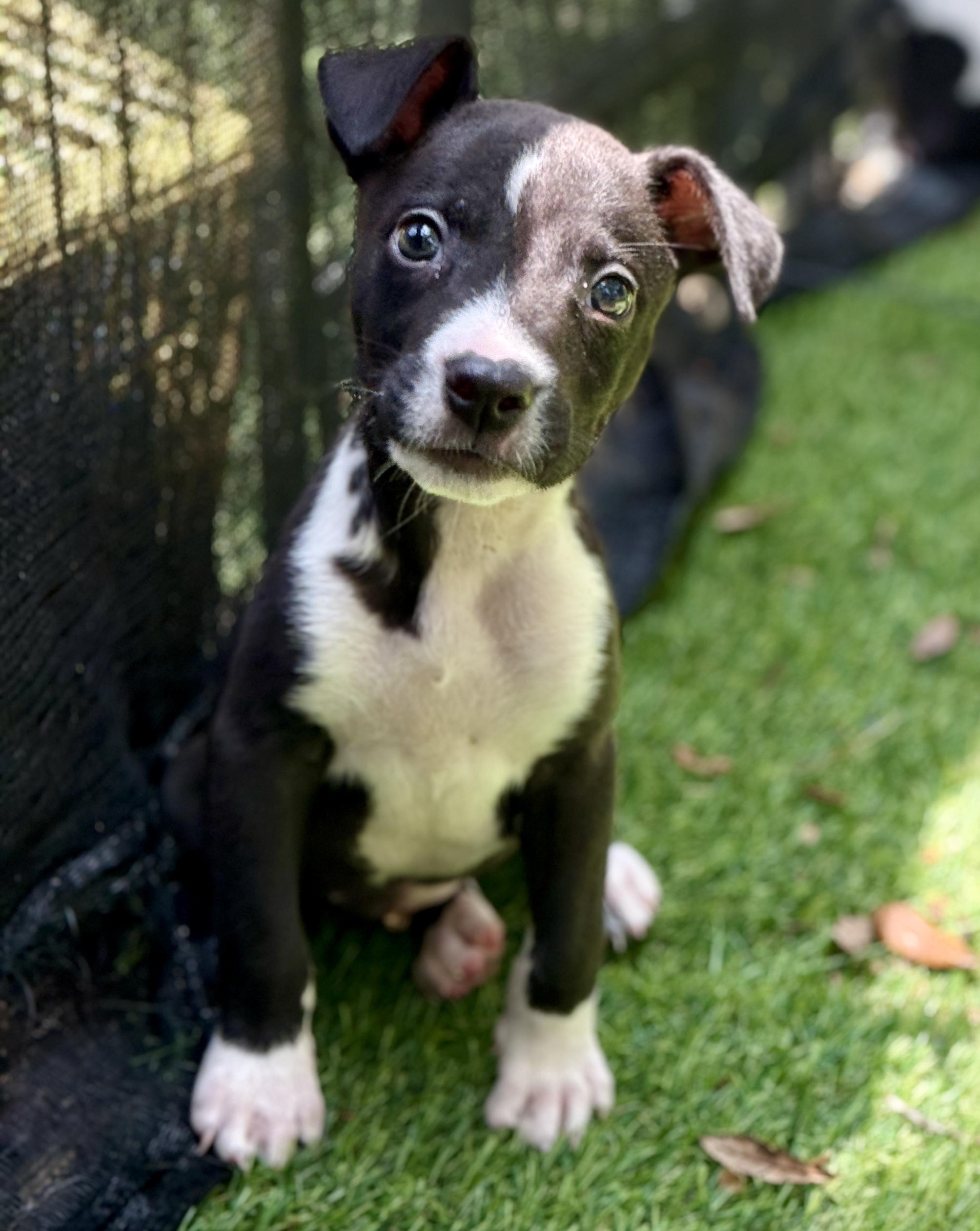 Fizzle, Adoptable, Puppy Female Mixed Breed.
