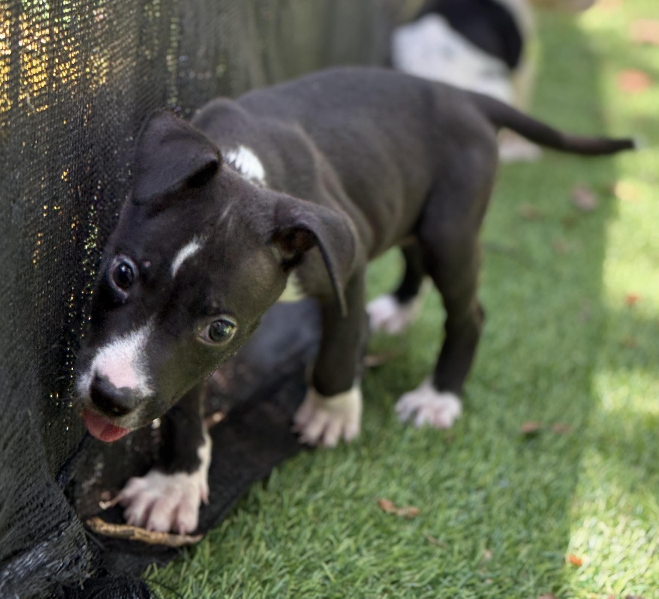 Fizzle, a Adoptable Mixed Breed in Deltona, FL image 3/3