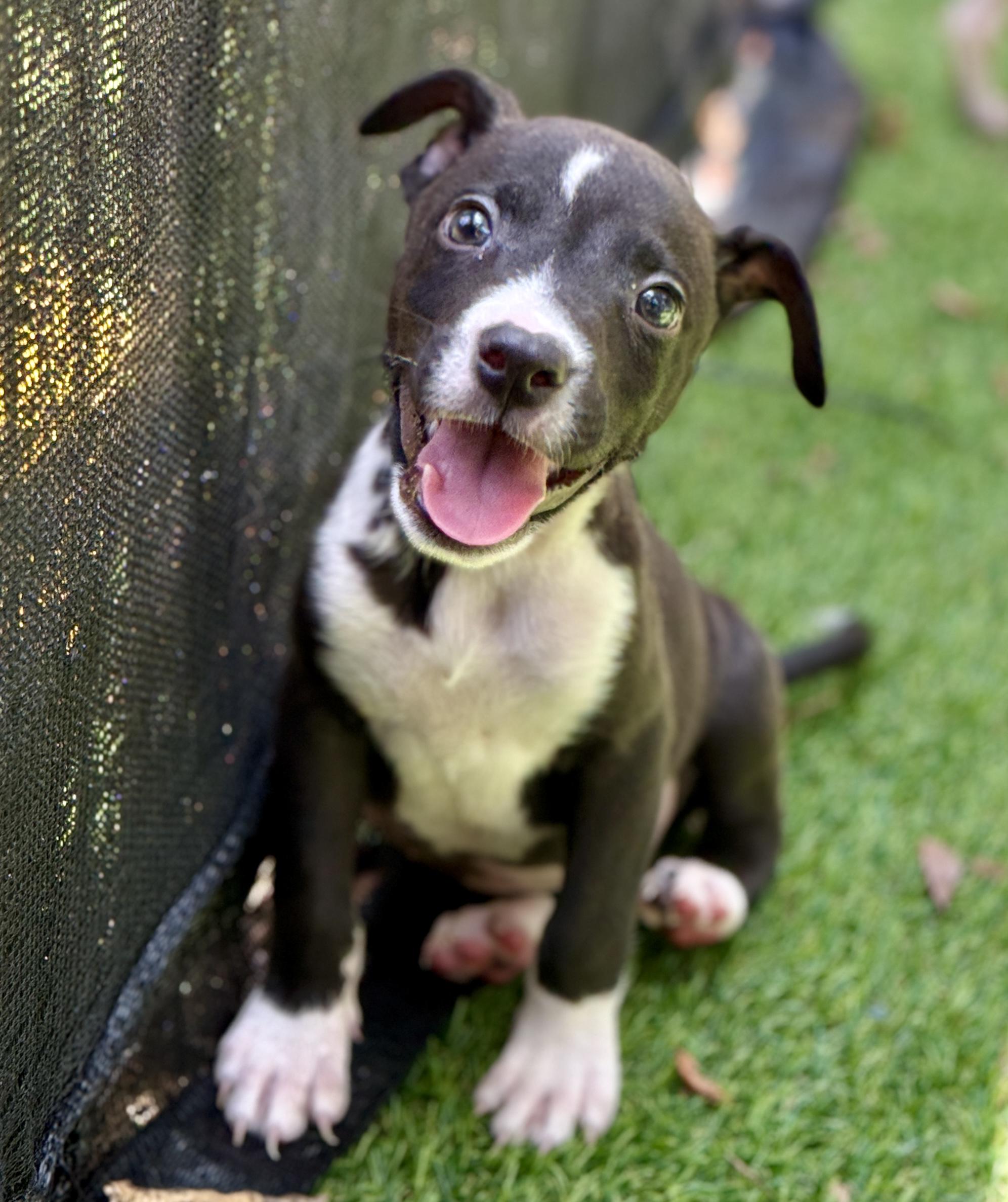 Fizzle, a Adoptable Mixed Breed in Deltona, FL image 2/3