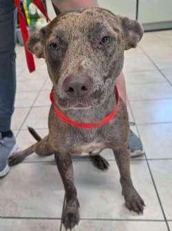 Enlarge Lollie, an adopted mixed breed in Sudbury, MA image 5/6