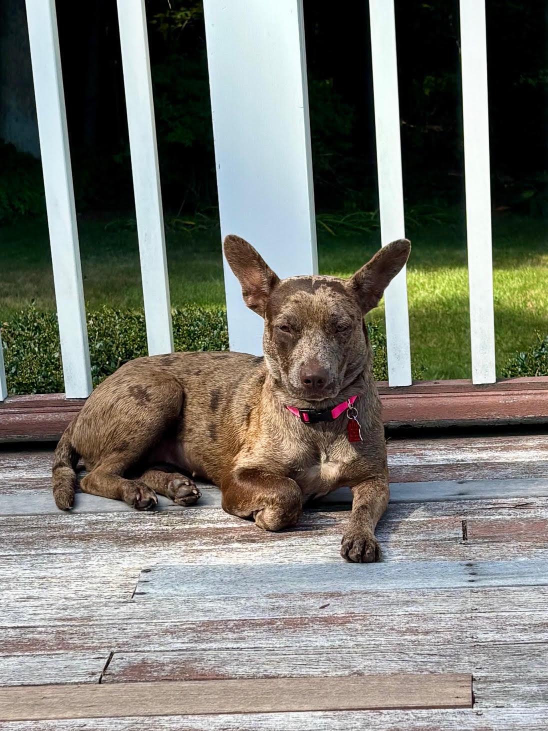 Lollie, adopted, Young Female Catahoula Leopard Dog & Cattle Dog.
