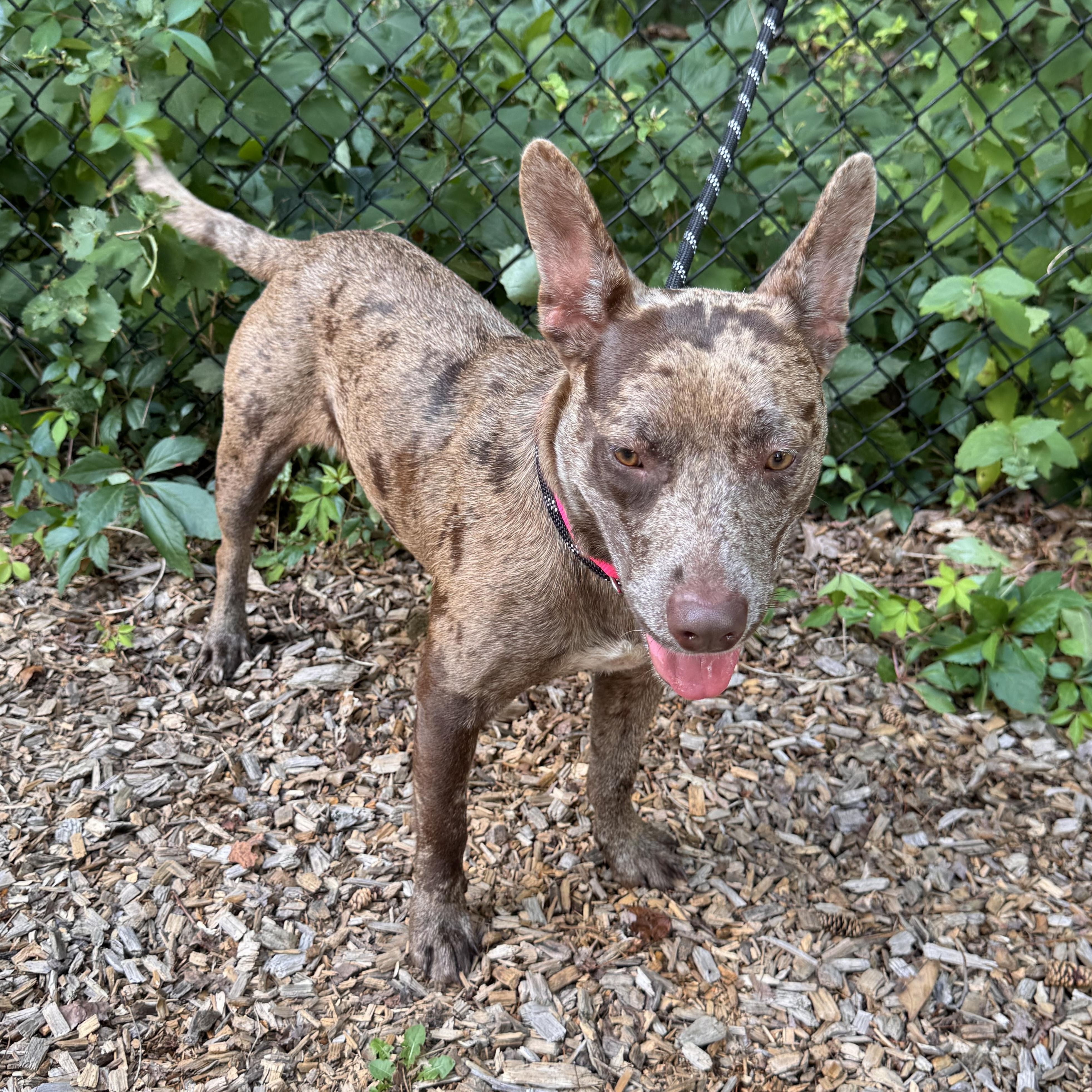 Enlarge Lollie, an adopted mixed breed in Sudbury, MA image 3/6