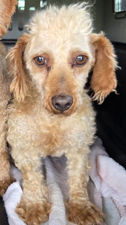 Enlarge Emma, a Adoptable Poodle in Kinzers , PA image 1/1