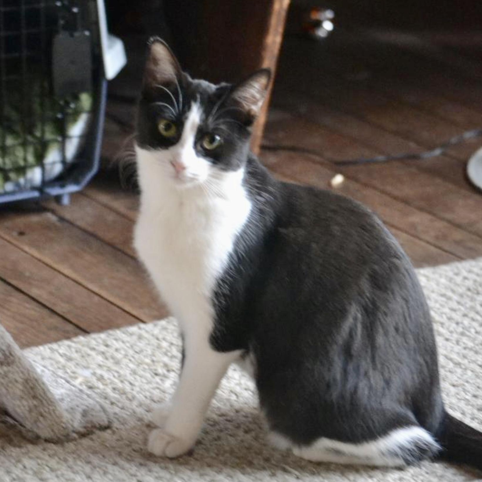 Enlarge Gherkin, a Adoptable mixed breed in Woodbury, NJ image 2/6