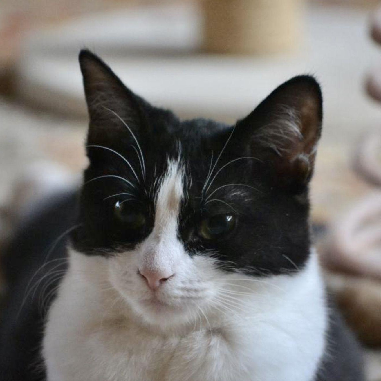 Enlarge Gherkin, a Adoptable mixed breed in Woodbury, NJ image 1/6