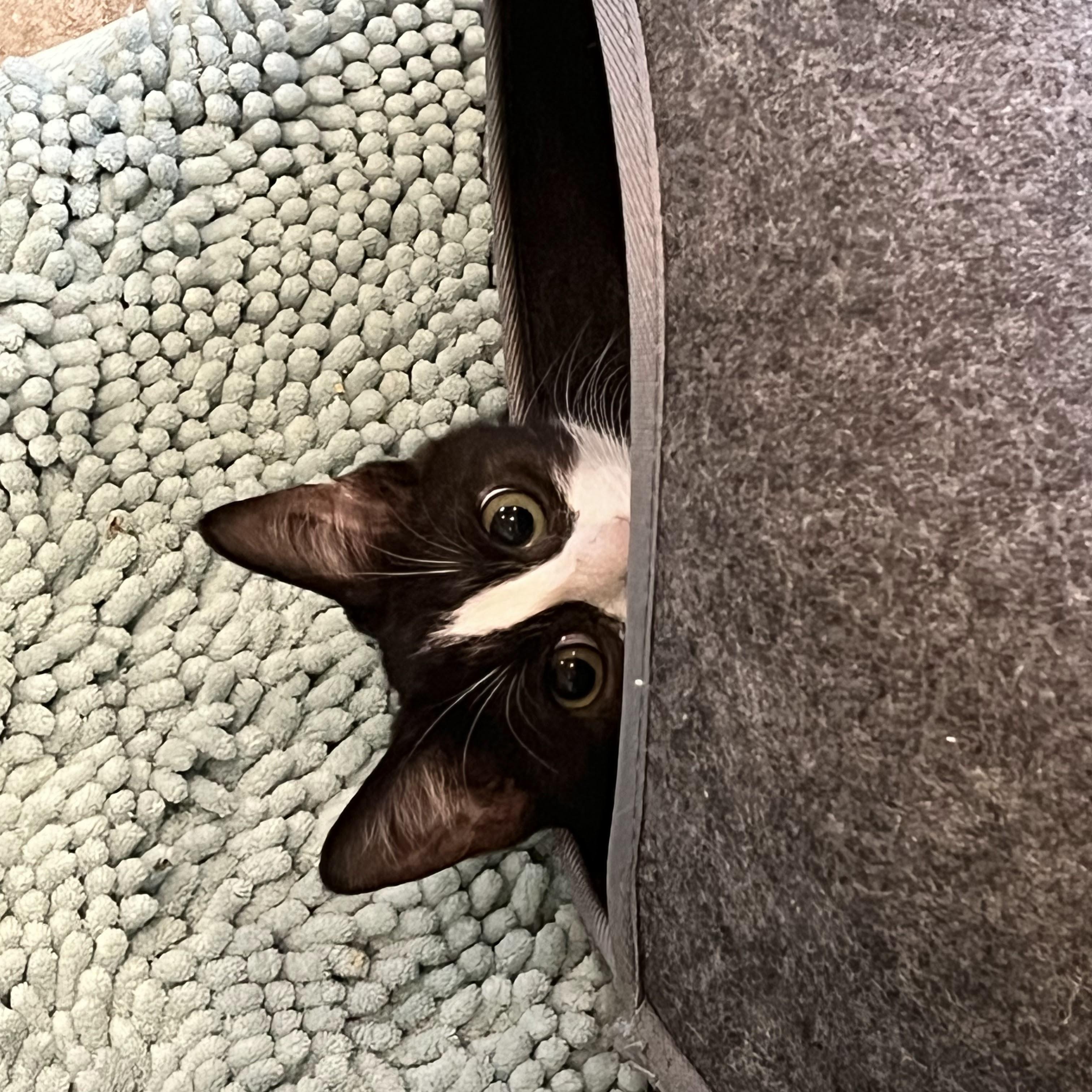 Enlarge Gherkin, a Adoptable mixed breed in Woodbury, NJ image 4/6