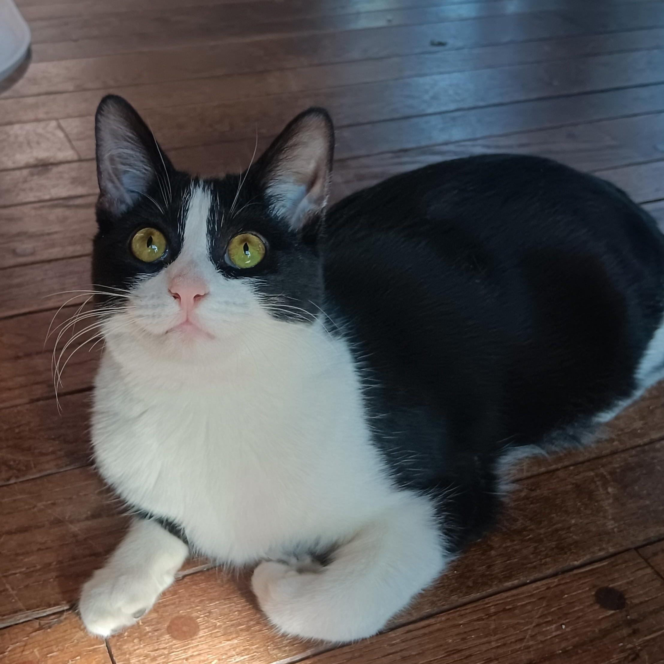 Enlarge Gherkin, a Adoptable mixed breed in Woodbury, NJ image 3/6