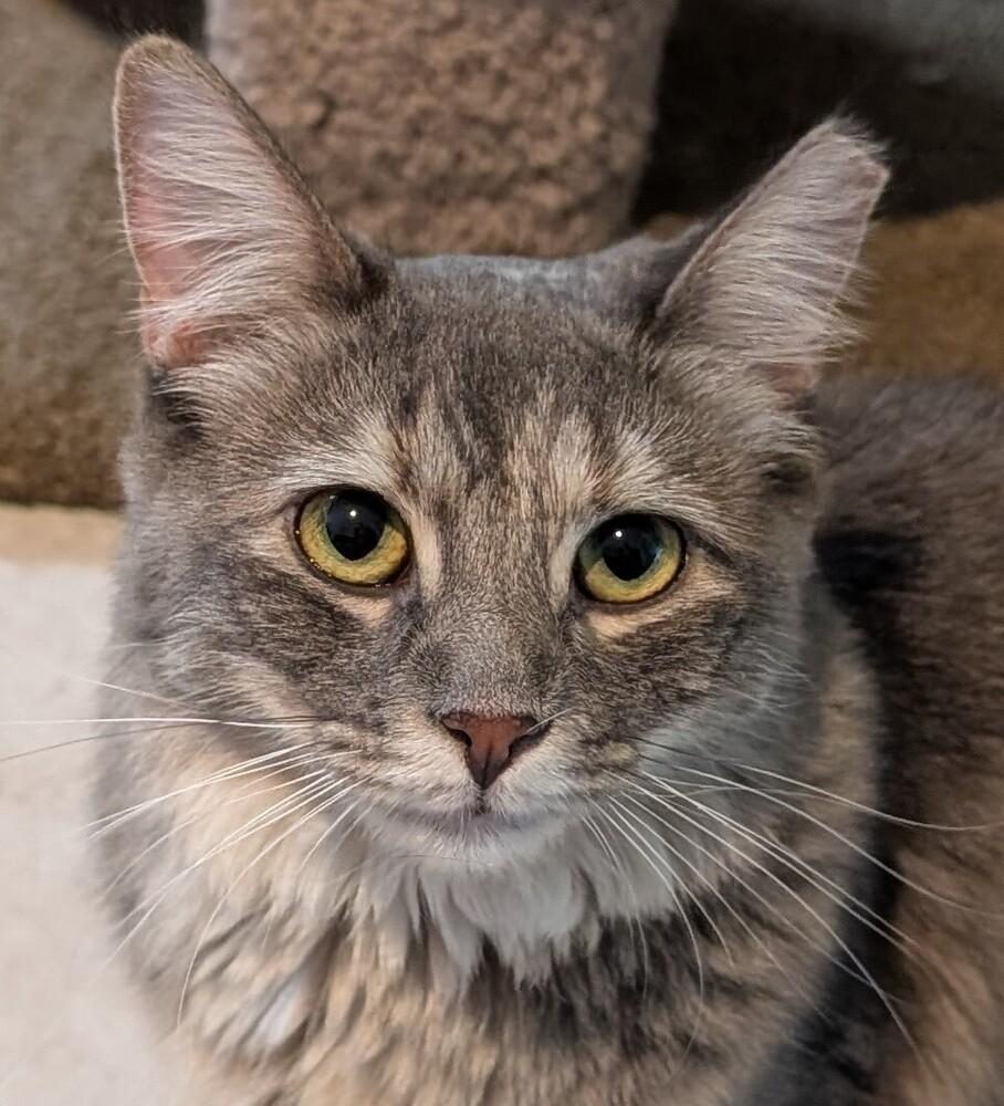 Mary-Kate, Adoptable, Kitten Female Domestic Medium Hair.