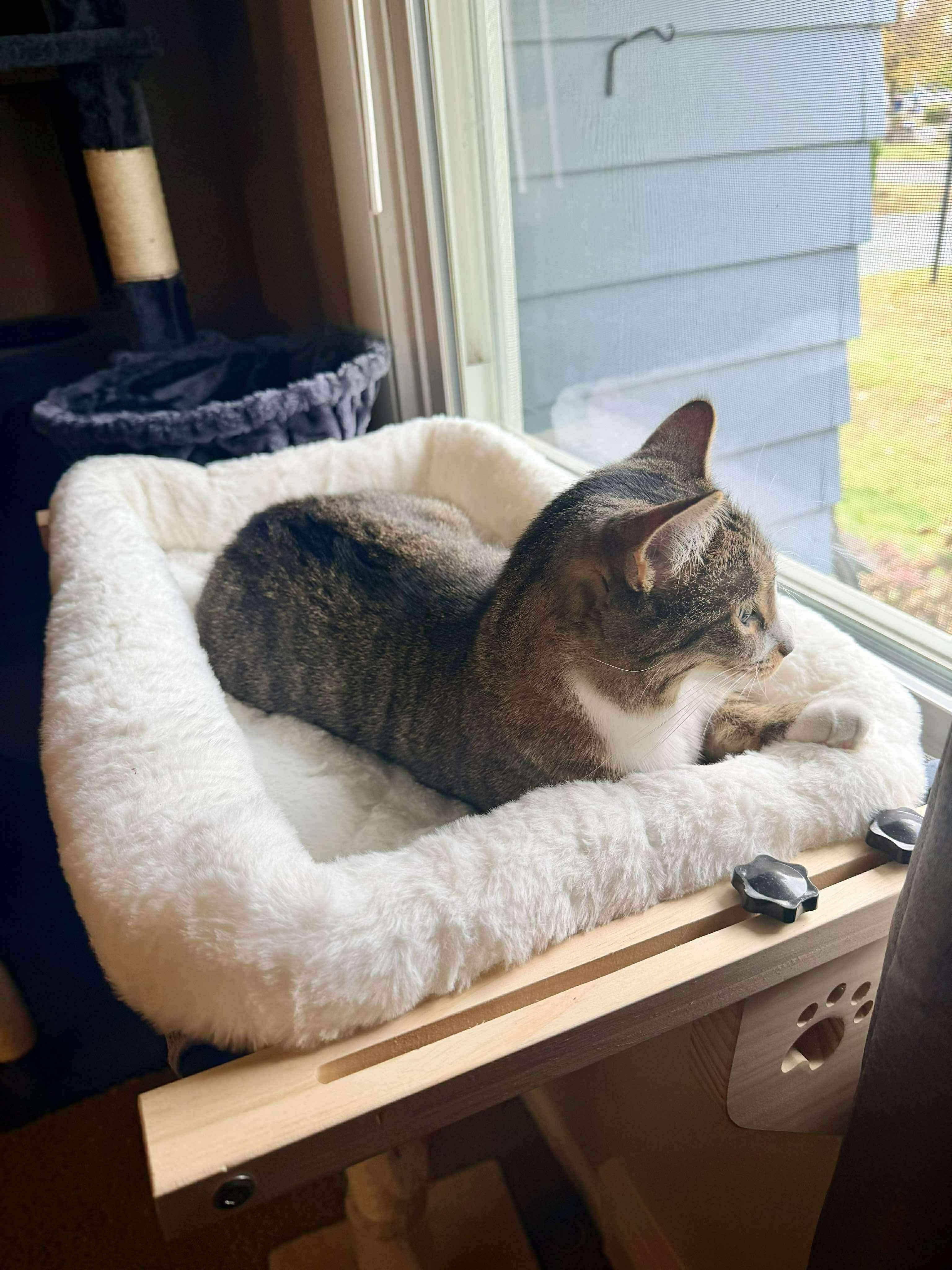 Lylah, a Adoptable Domestic Short Hair in Rochester , NY image 2/6