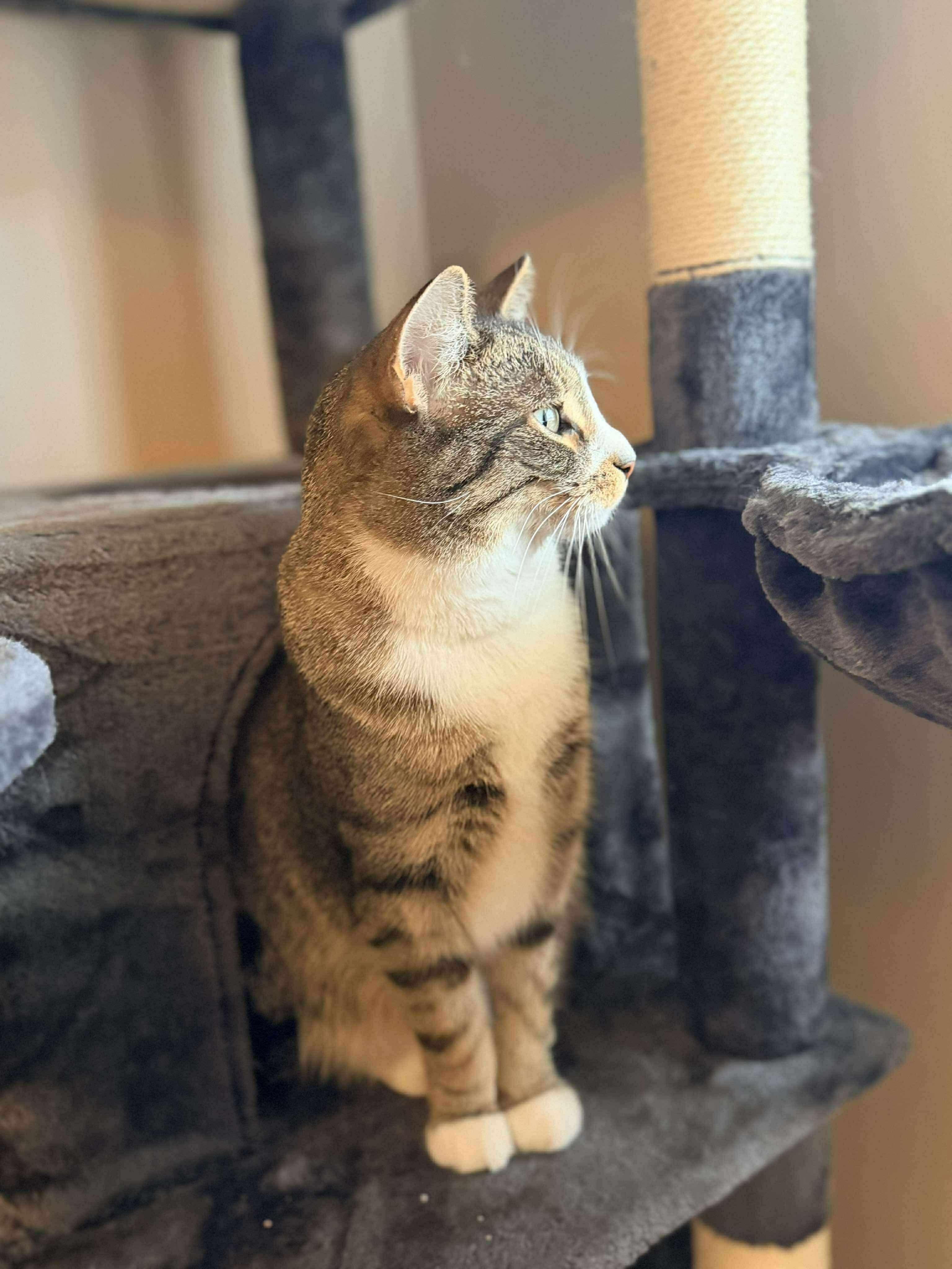 Lylah, a Adoptable Domestic Short Hair in Rochester , NY image 3/6