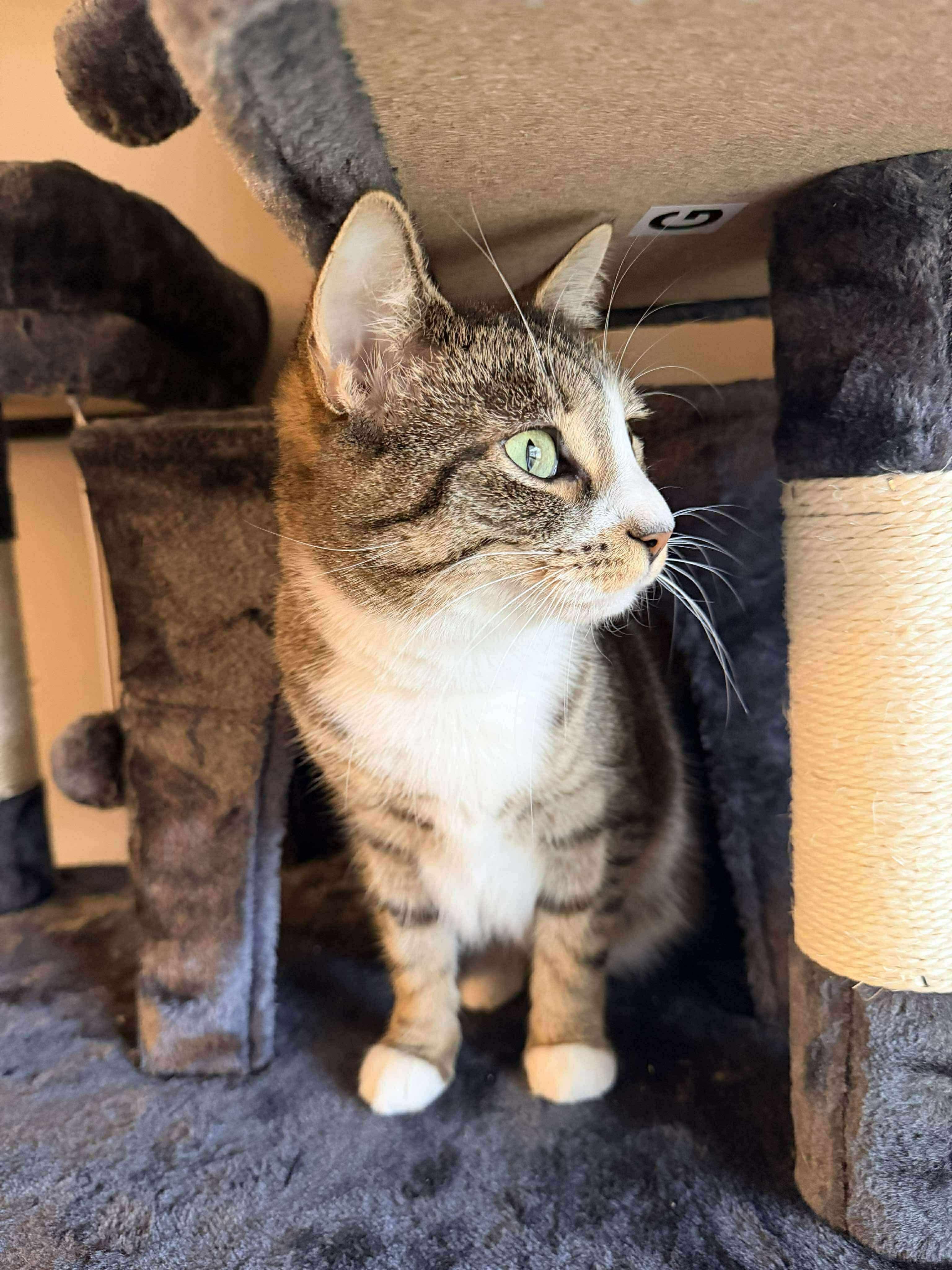 Lylah, a Adoptable Domestic Short Hair in Rochester , NY image 4/6