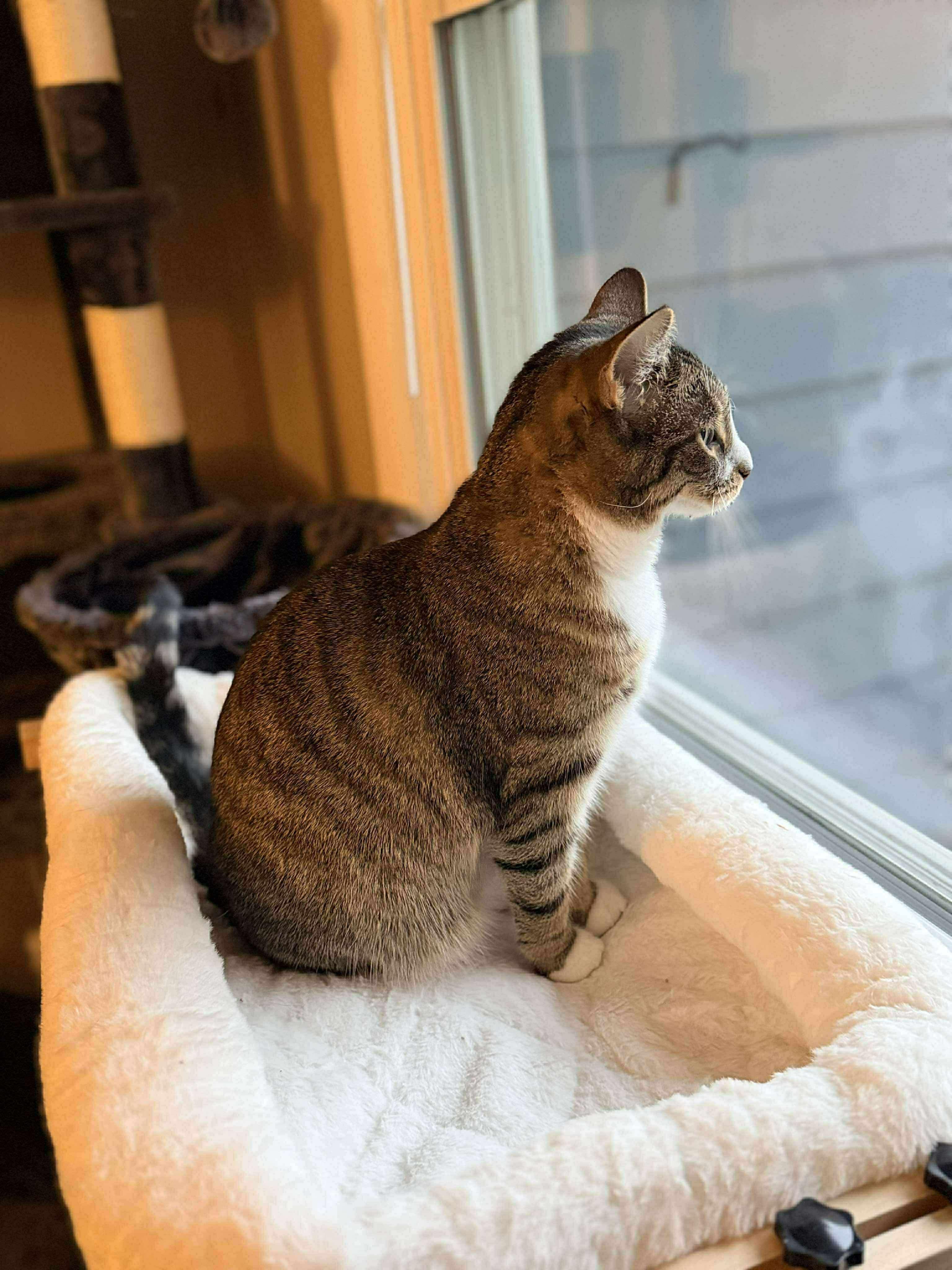 Lylah, a Adoptable Domestic Short Hair in Rochester , NY image 5/6