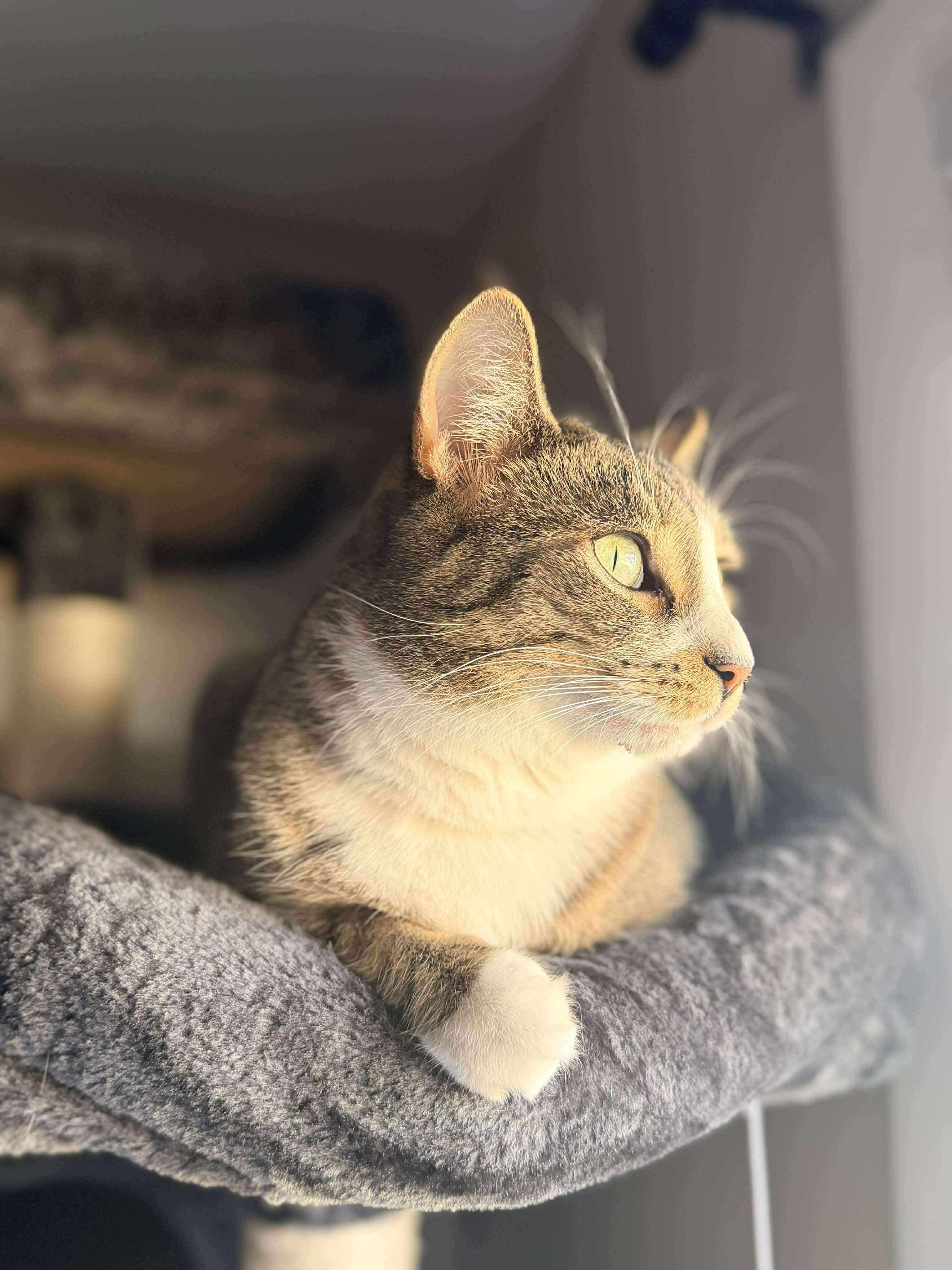 Lylah, a Adoptable Domestic Short Hair in Rochester , NY image 6/6