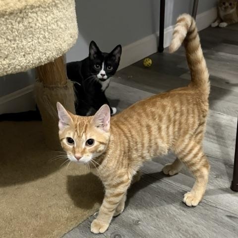 Enlarge Omaha (bonded with Sword), a Adoptable Domestic Short Hair in FITCHBURG, MA image 4/5
