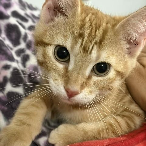 Omaha, Adoptable, Kitten Male Domestic Short Hair.