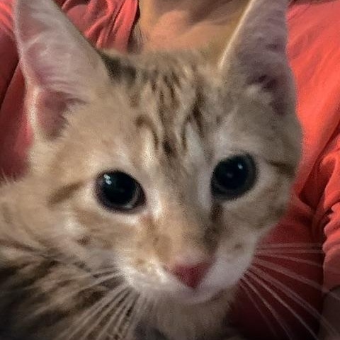 Omaha, a Adoptable Domestic Short Hair in FITCHBURG, MA image 2/4