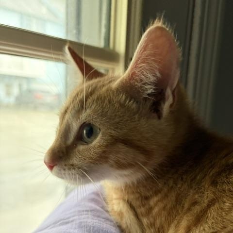 Omaha, a Adoptable Domestic Short Hair in FITCHBURG, MA image 3/4