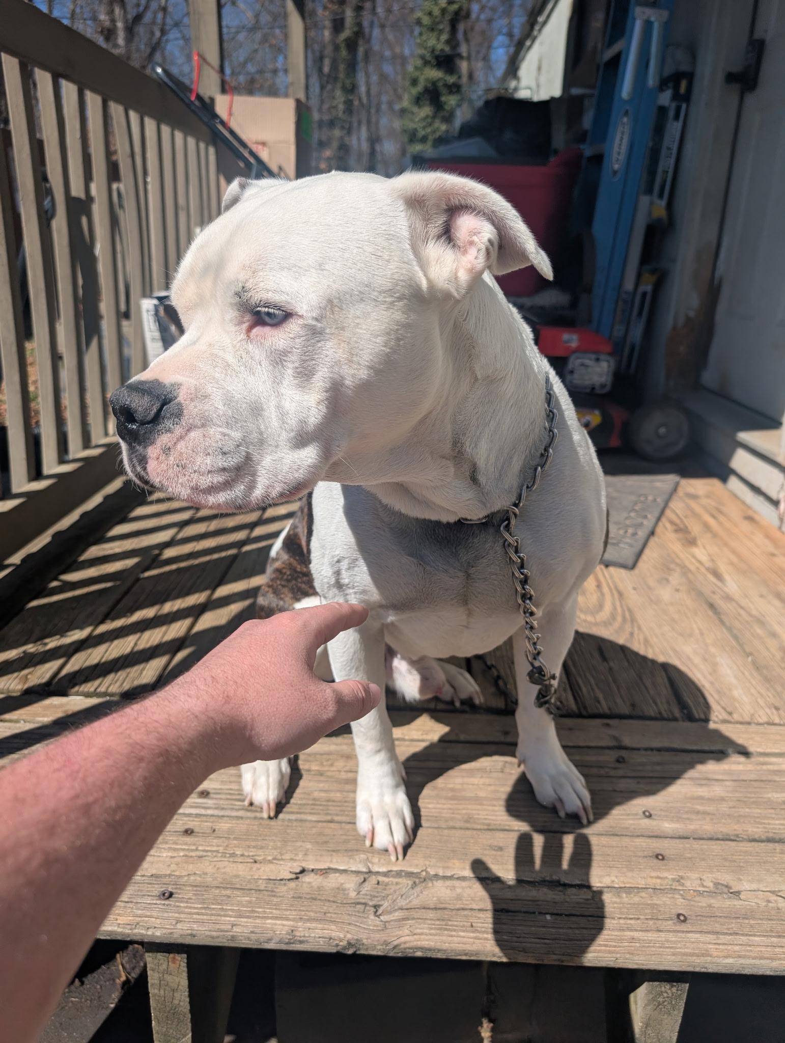 Enlarge Pete **Community Post**, a ADOPTABLE mixed breed in Floyd, VA image 3/5