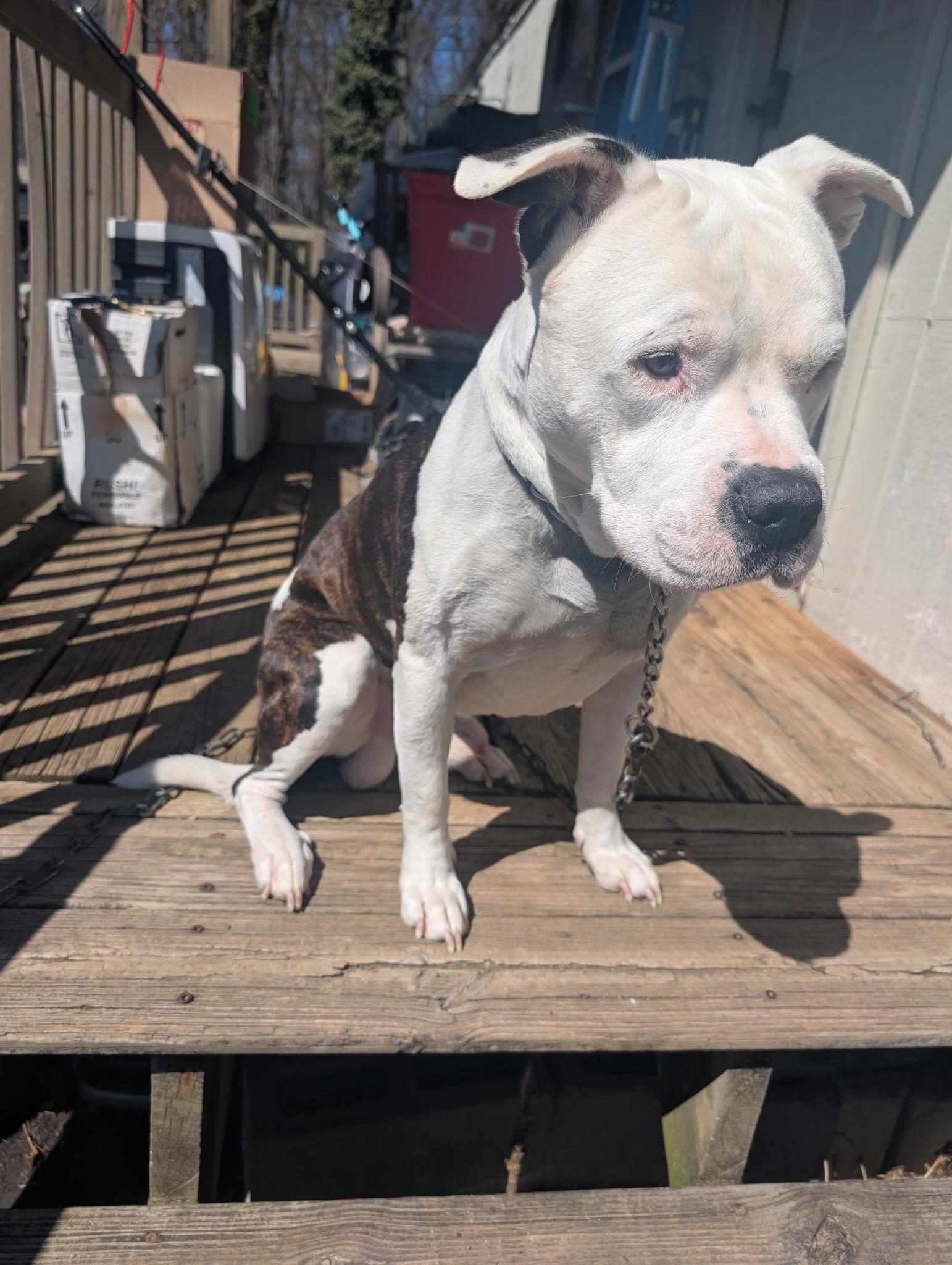 Enlarge Pete **Community Post**, a ADOPTABLE mixed breed in Floyd, VA image 2/5