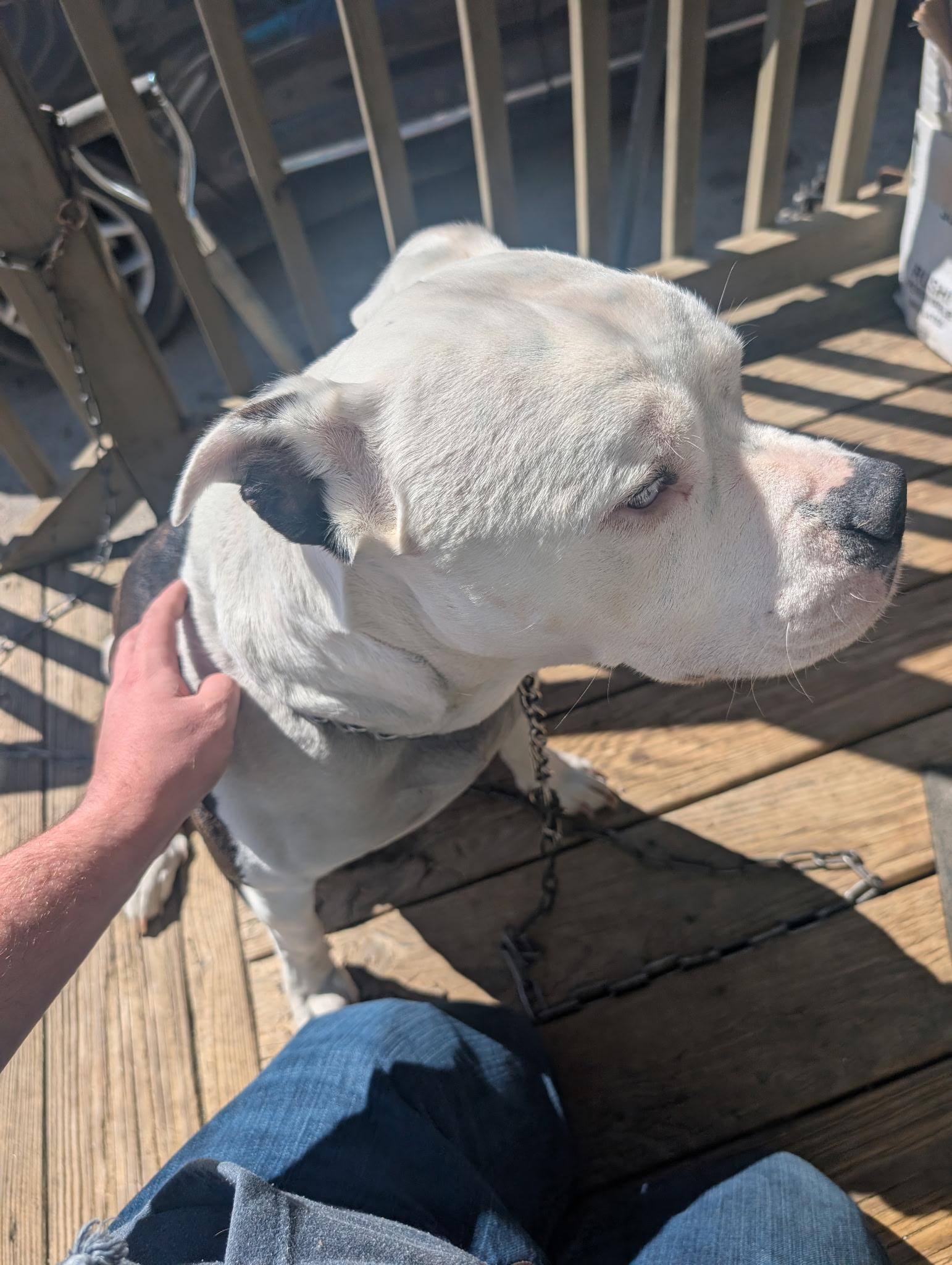 Enlarge Pete **Community Post**, a ADOPTABLE mixed breed in Floyd, VA image 4/5