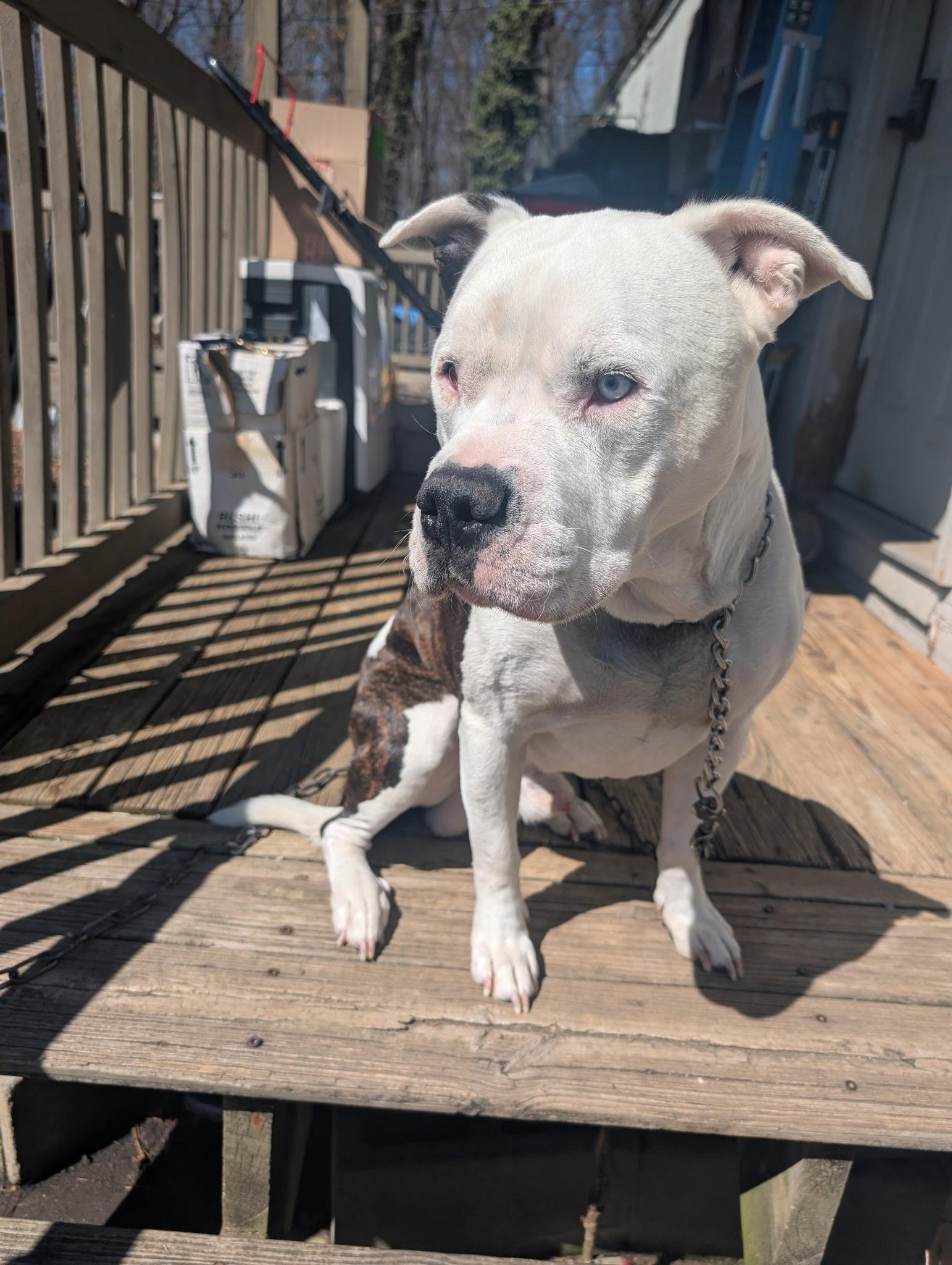 Enlarge Pete **Community Post**, a ADOPTABLE mixed breed in Floyd, VA image 1/5