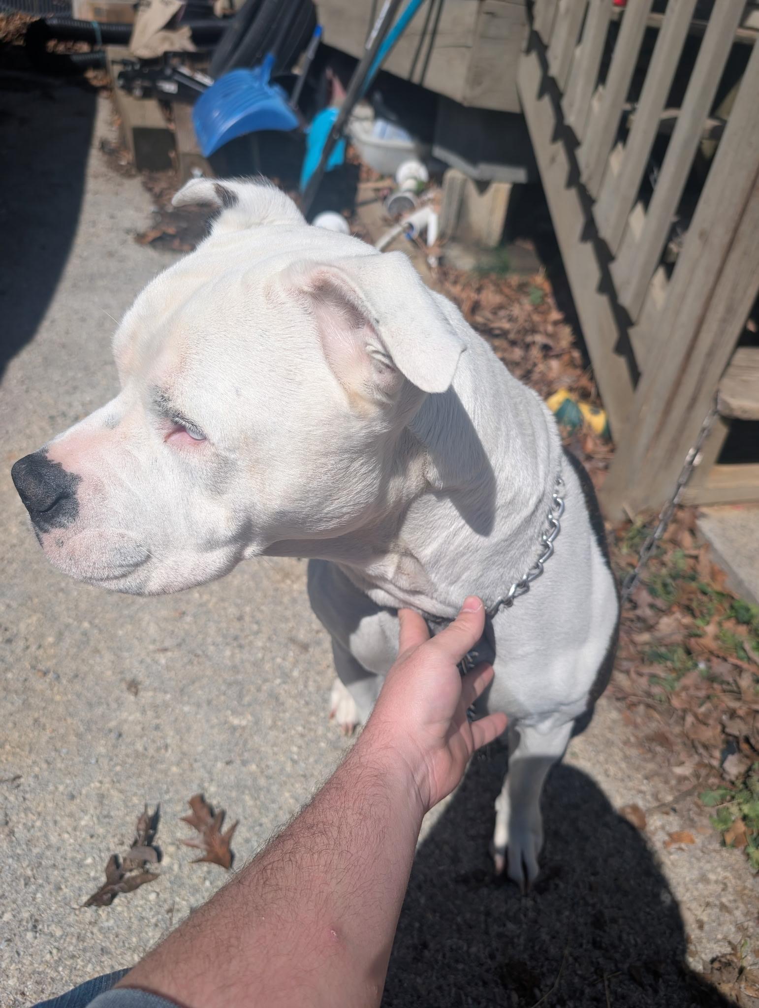 Enlarge Pete **Community Post**, a ADOPTABLE mixed breed in Floyd, VA image 5/5